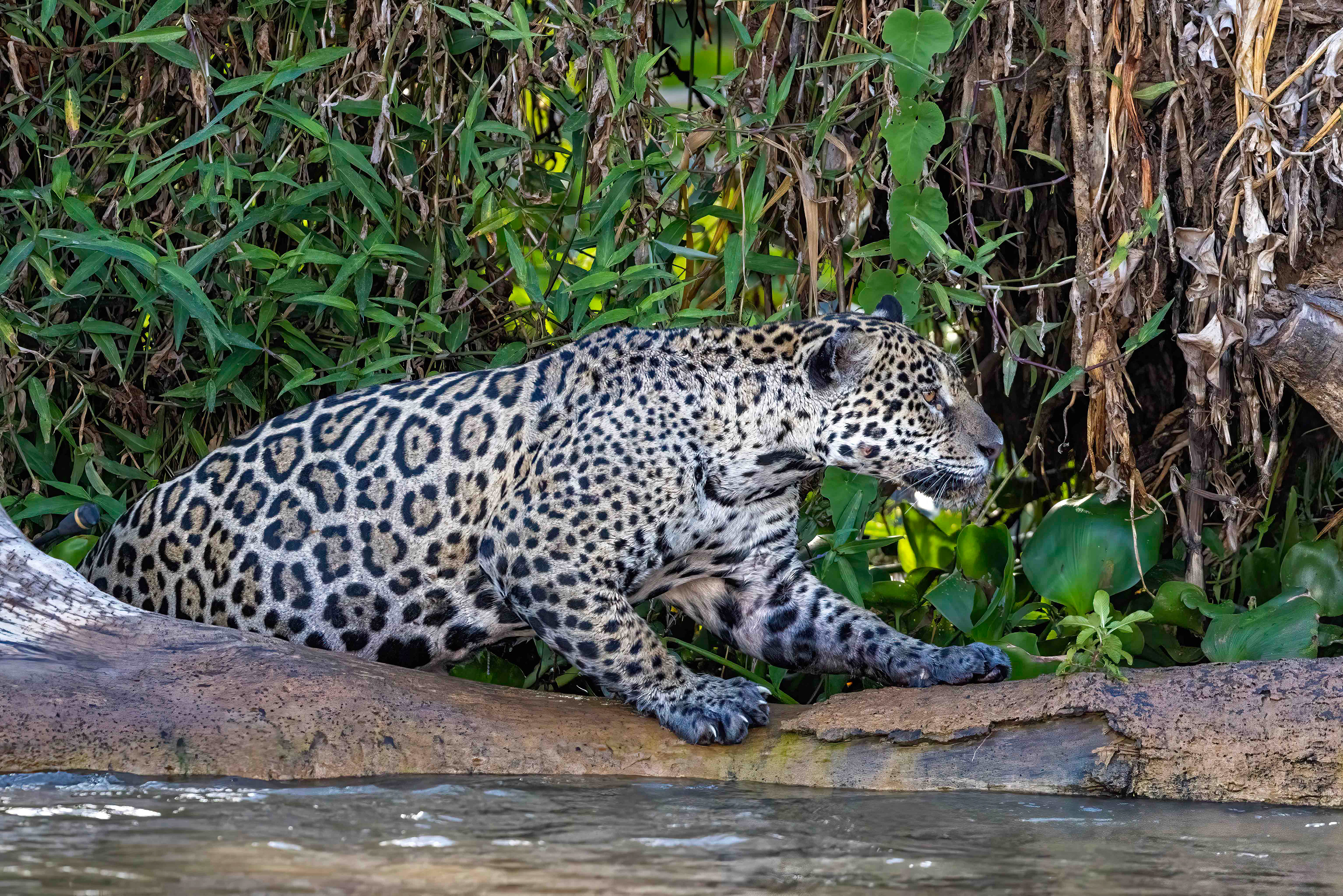 Male Jaguar