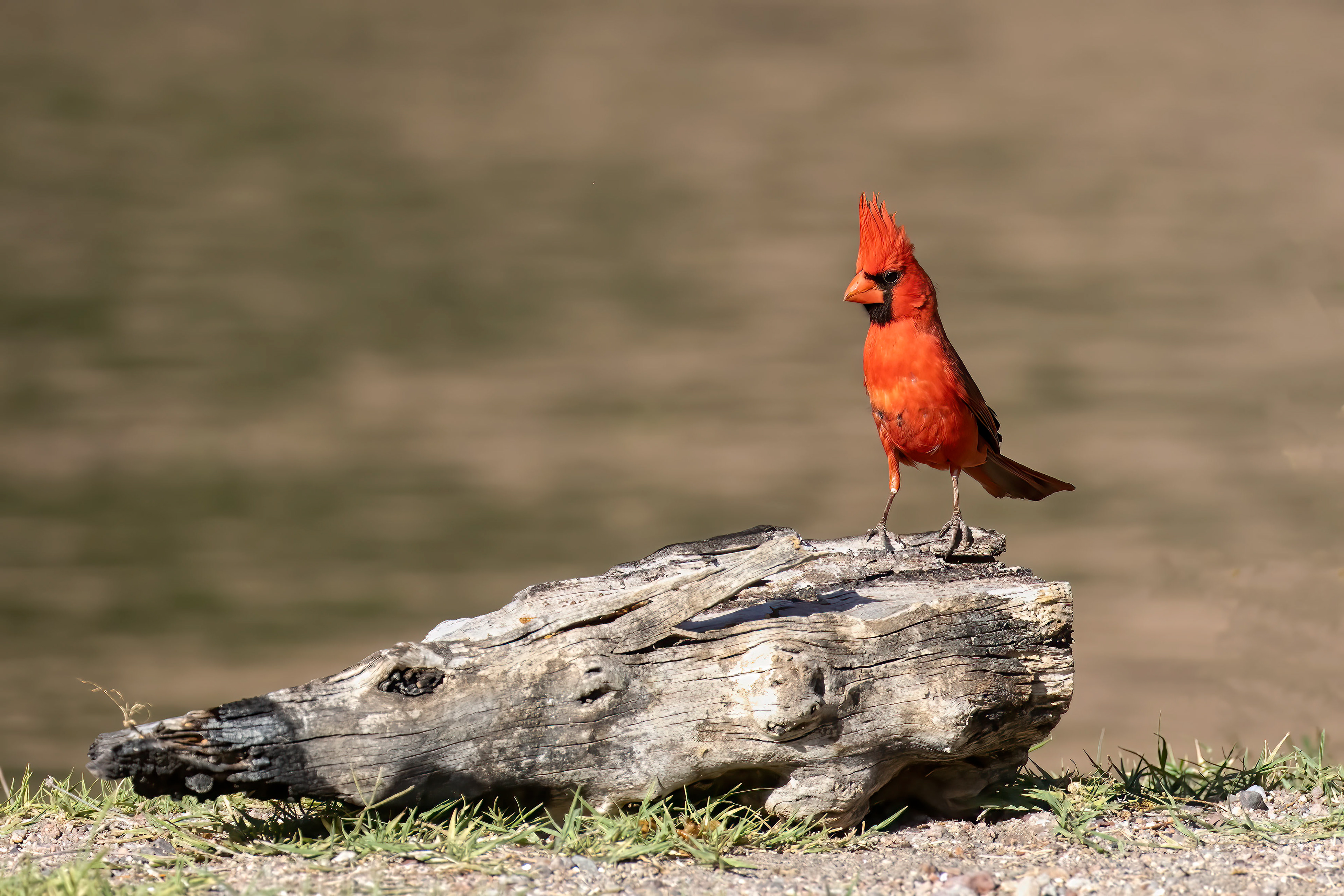 Northern Cardinal Male