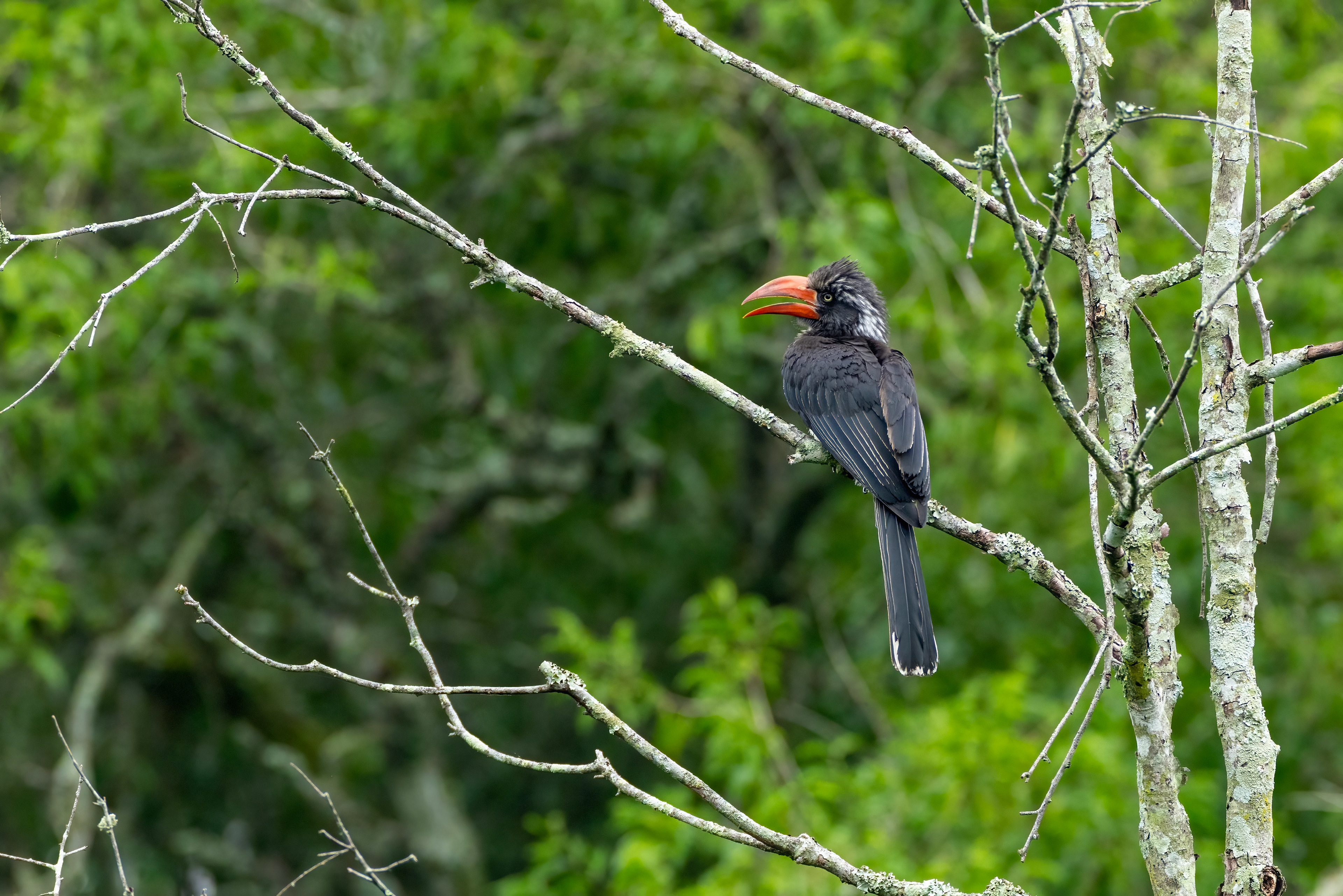 Crowned Hornbill - Queen Elizabeth National Park, Uganda
