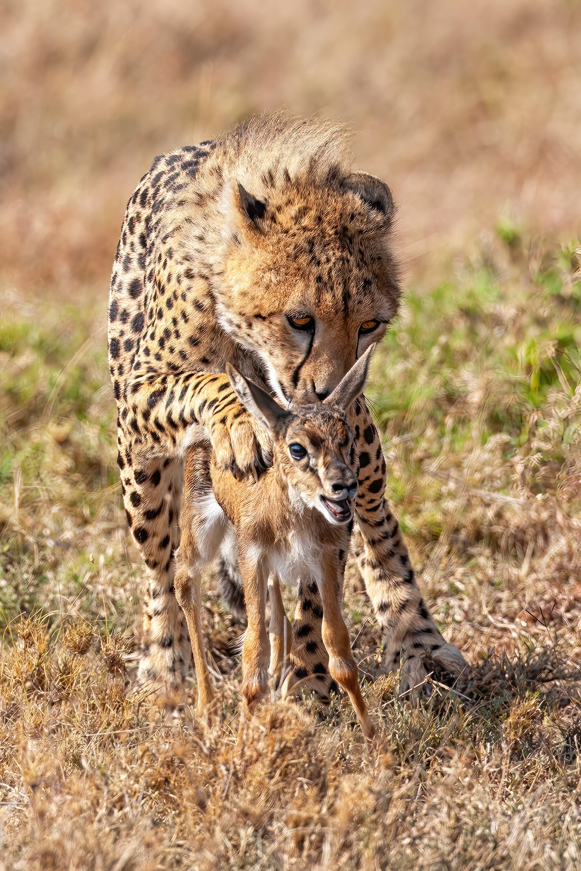 Adolescent cheetah learning to hunt - Masai Mara 