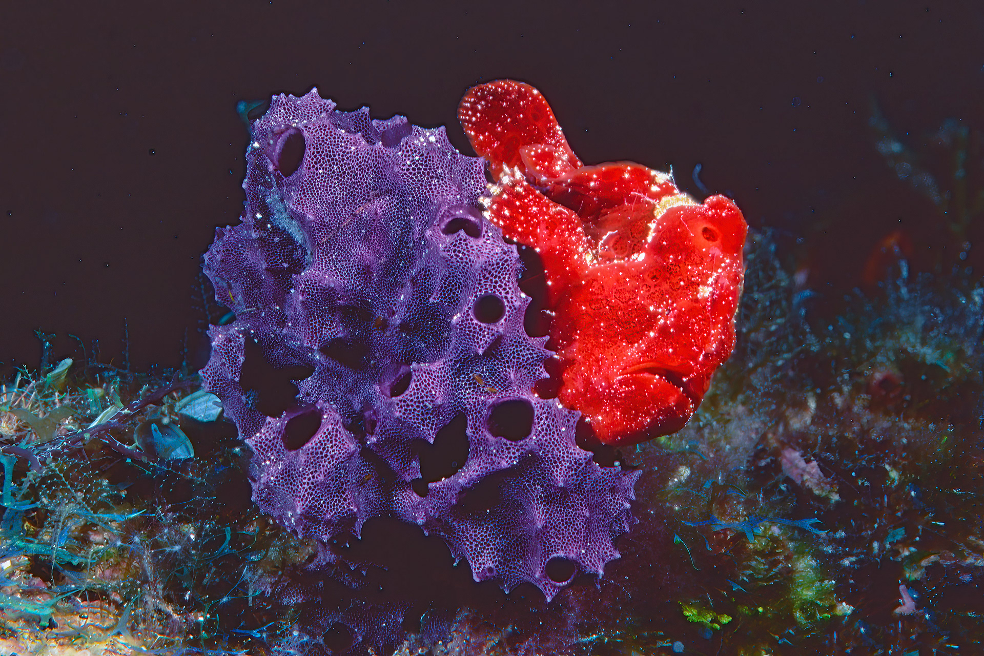 Frogfish on sponge - Papua New Guinea
