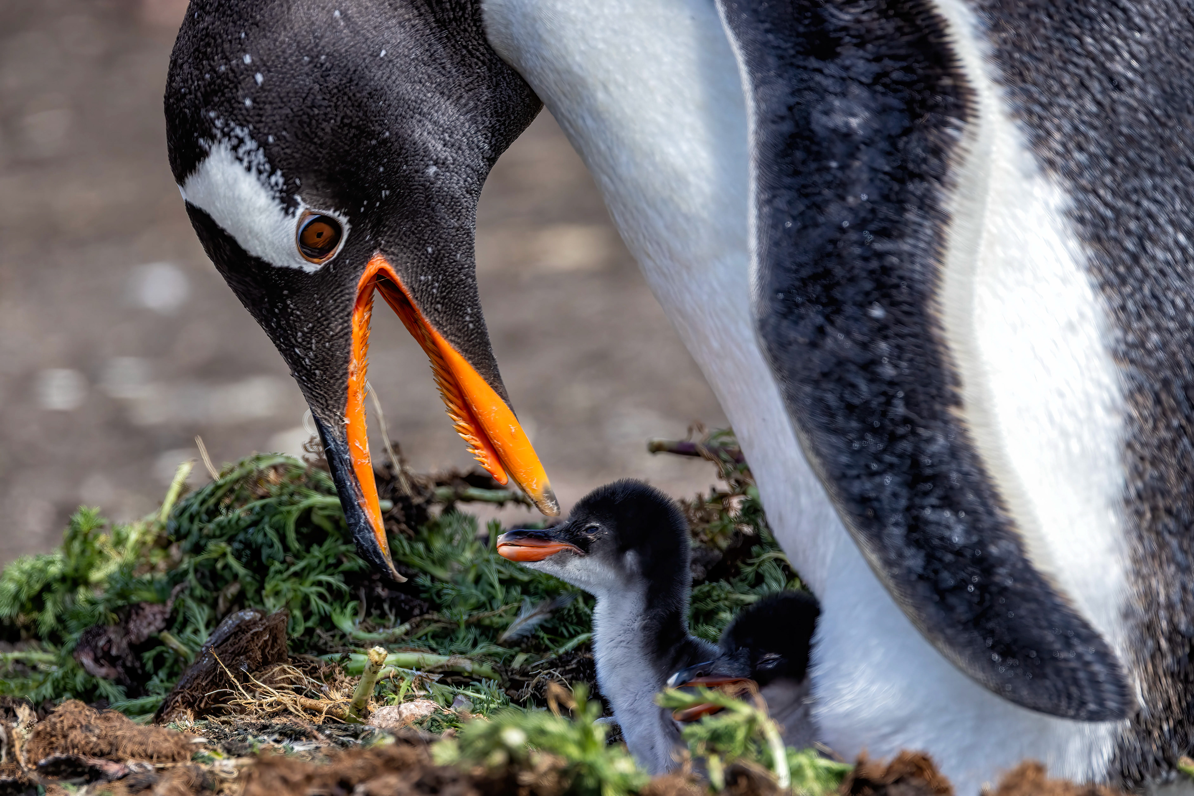 Gentoo Penguin tending its chick - Falklands - RM