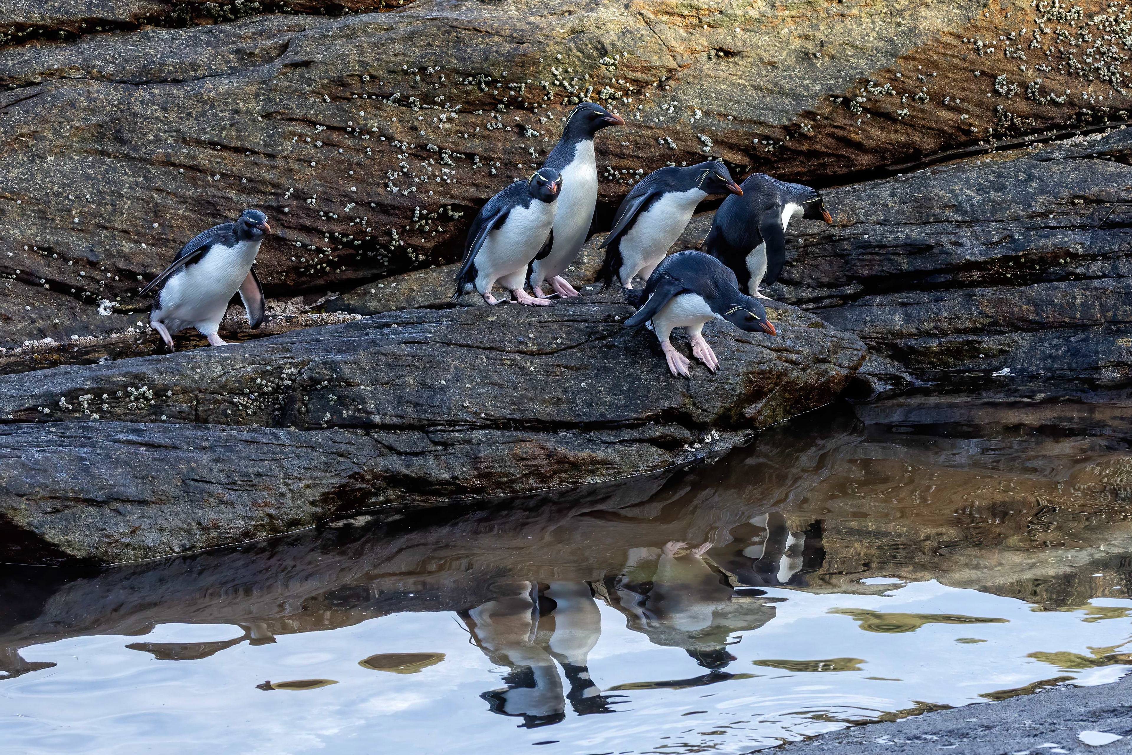Southern Rockhoppers navigating the rock pools on their way back to the colony - Falklands - RM