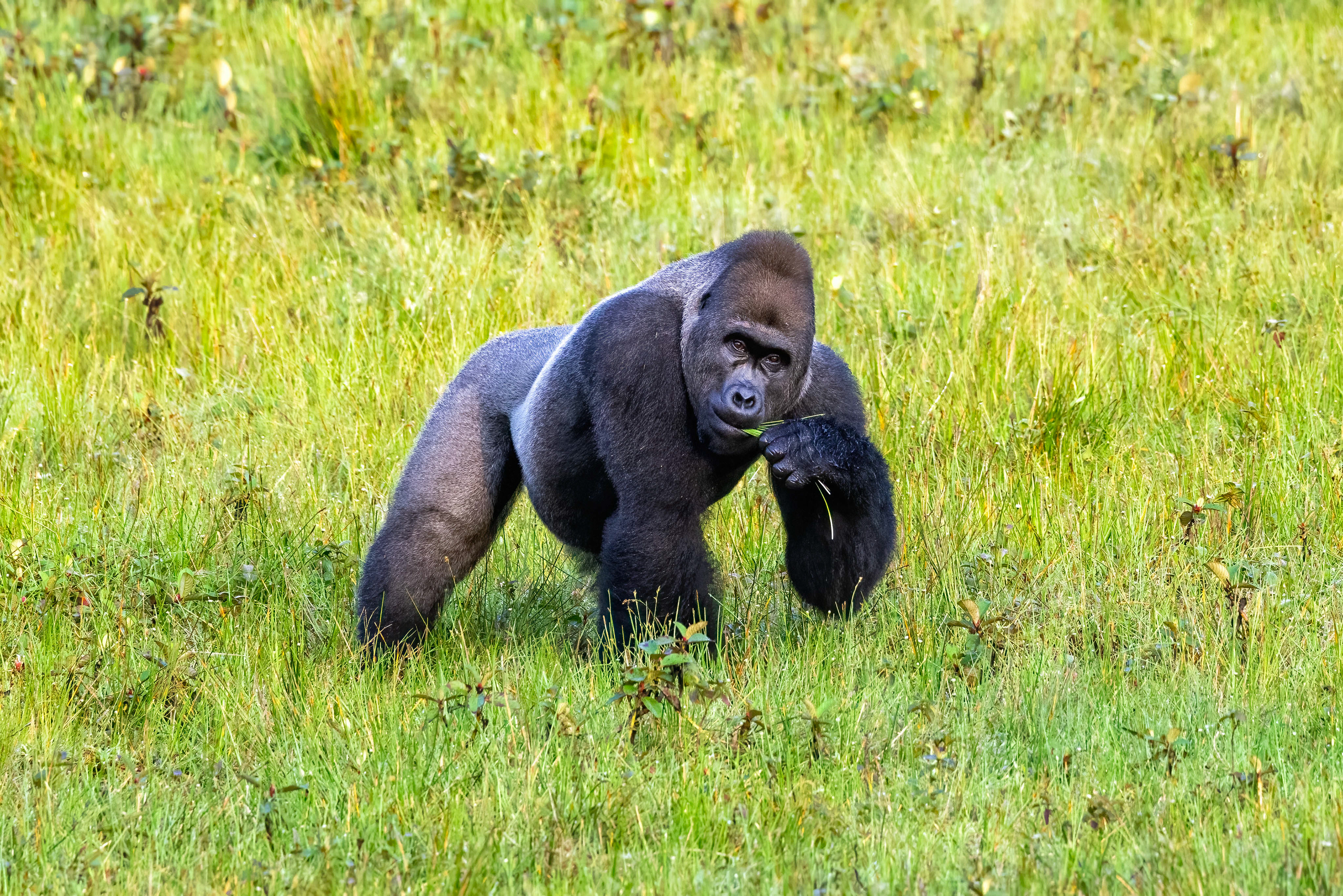 Western Lowland Silverback Gorilla - Odzala, Republic of Congo - RM