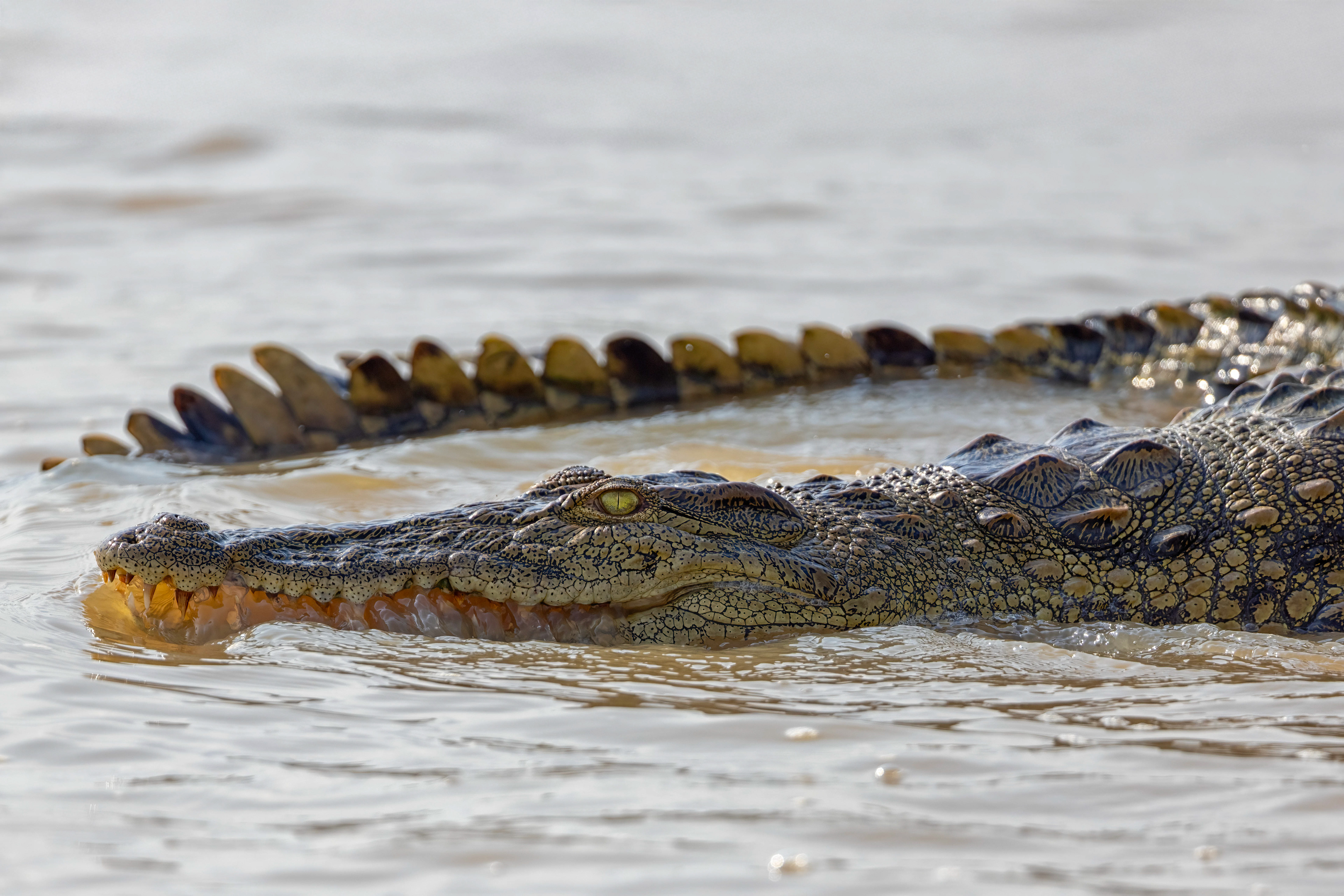 Young Nile Crocodile - Murchison Falls, Uganda