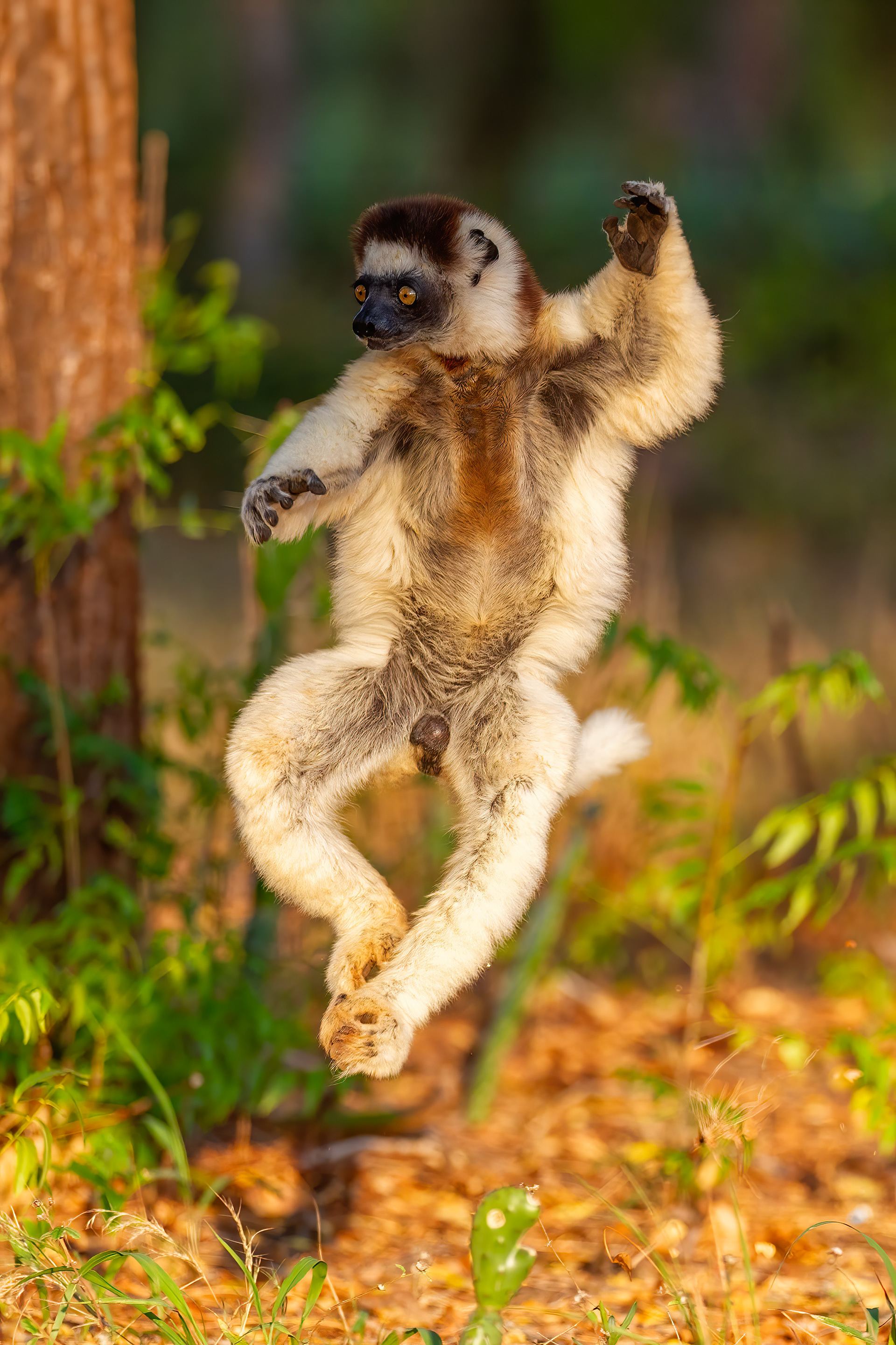 Verreaux's Sifaka on the move - Berenty