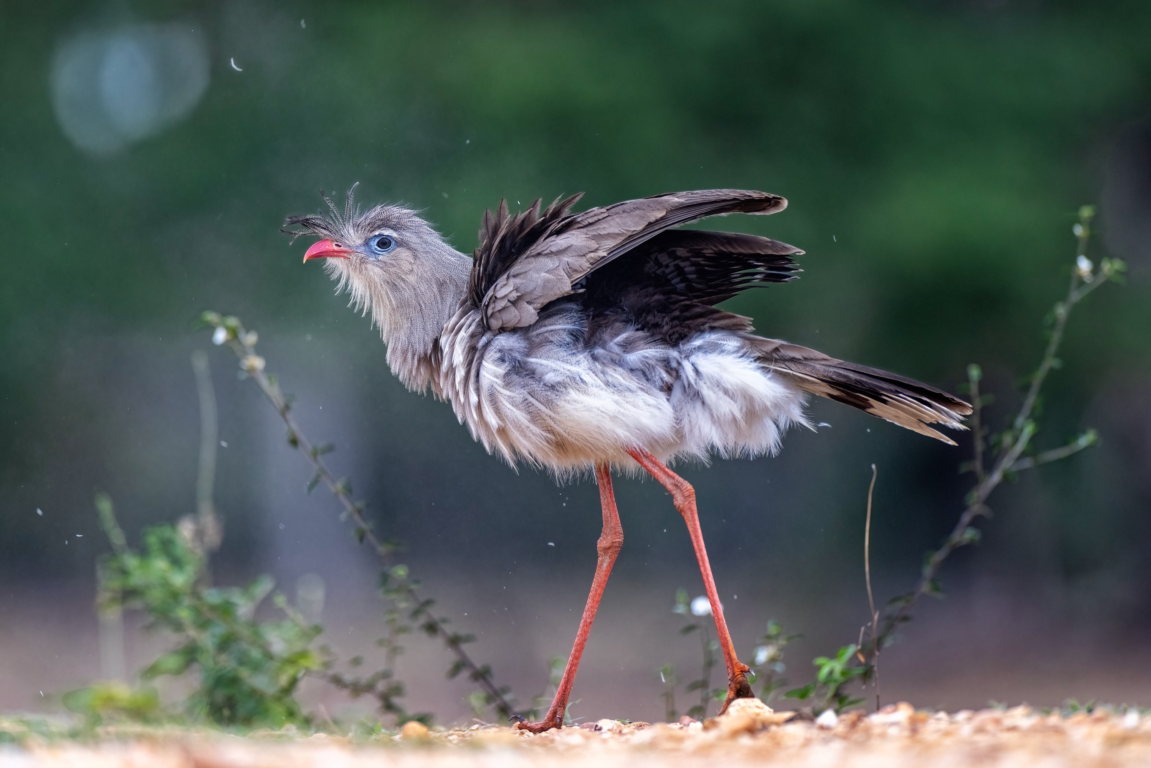 Red-legged Seriema