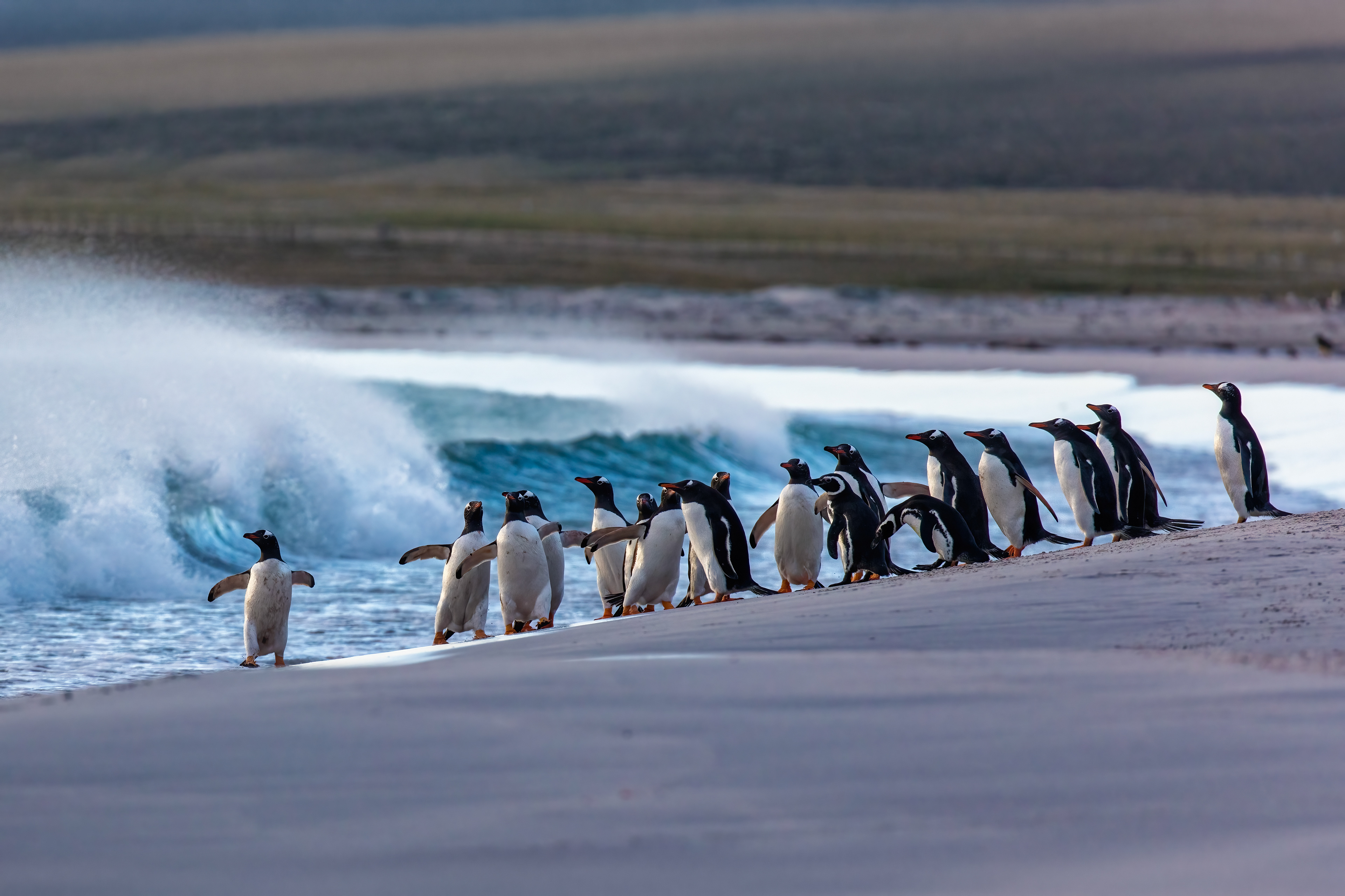 Gentoo Penguins on a windy morning on Bleaker island - Falklands