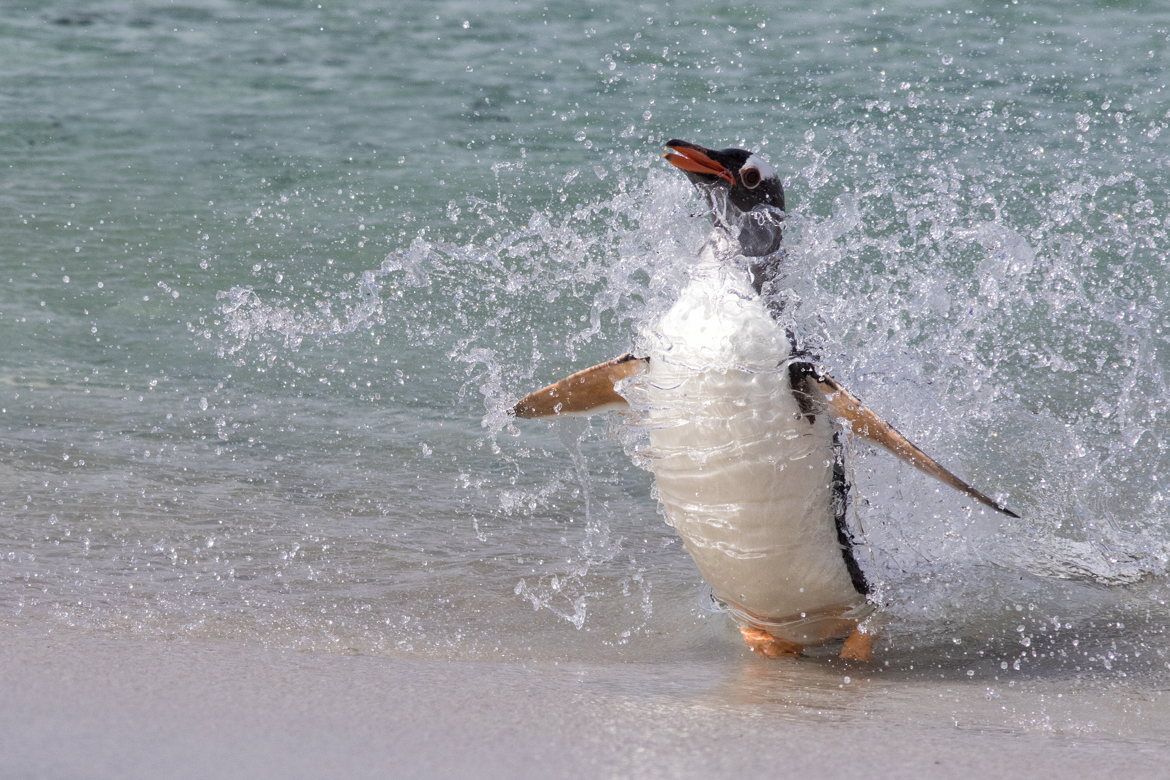 Gentoo Penguin powering through a small wave onto the beach- Falklands - RM