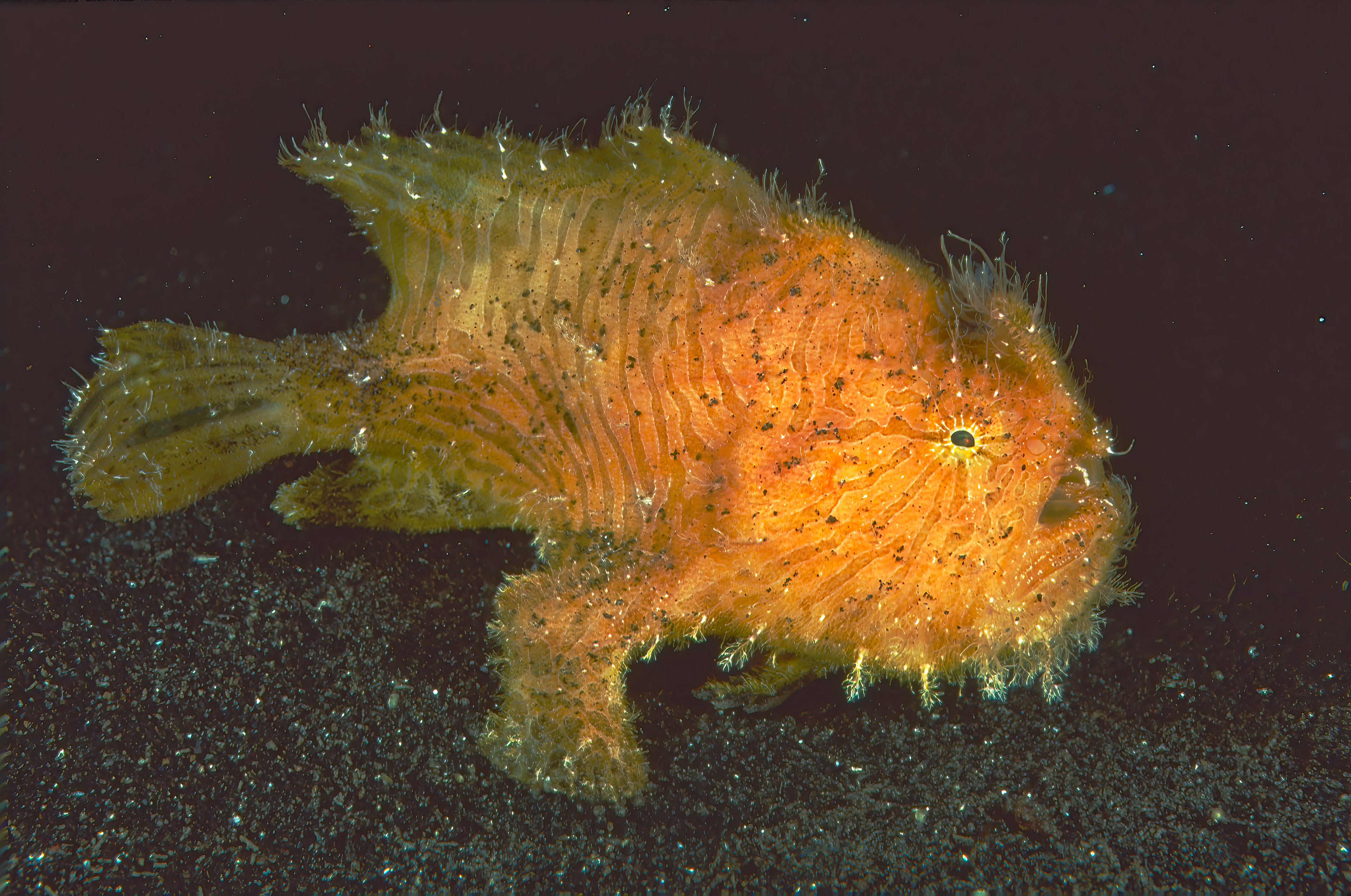 Frogfish - Sulawesi, Indonesia