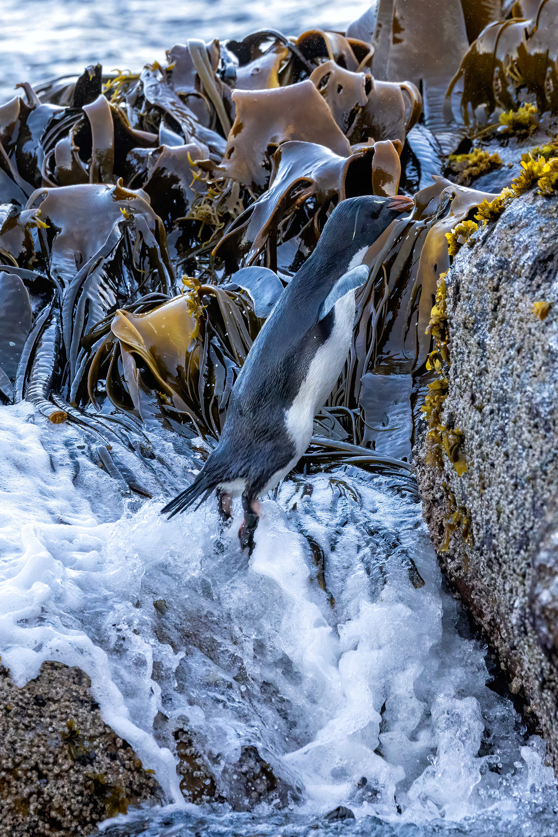 Southern Rockhopper jumping to avoid the incoming waves - Falklands - RM
