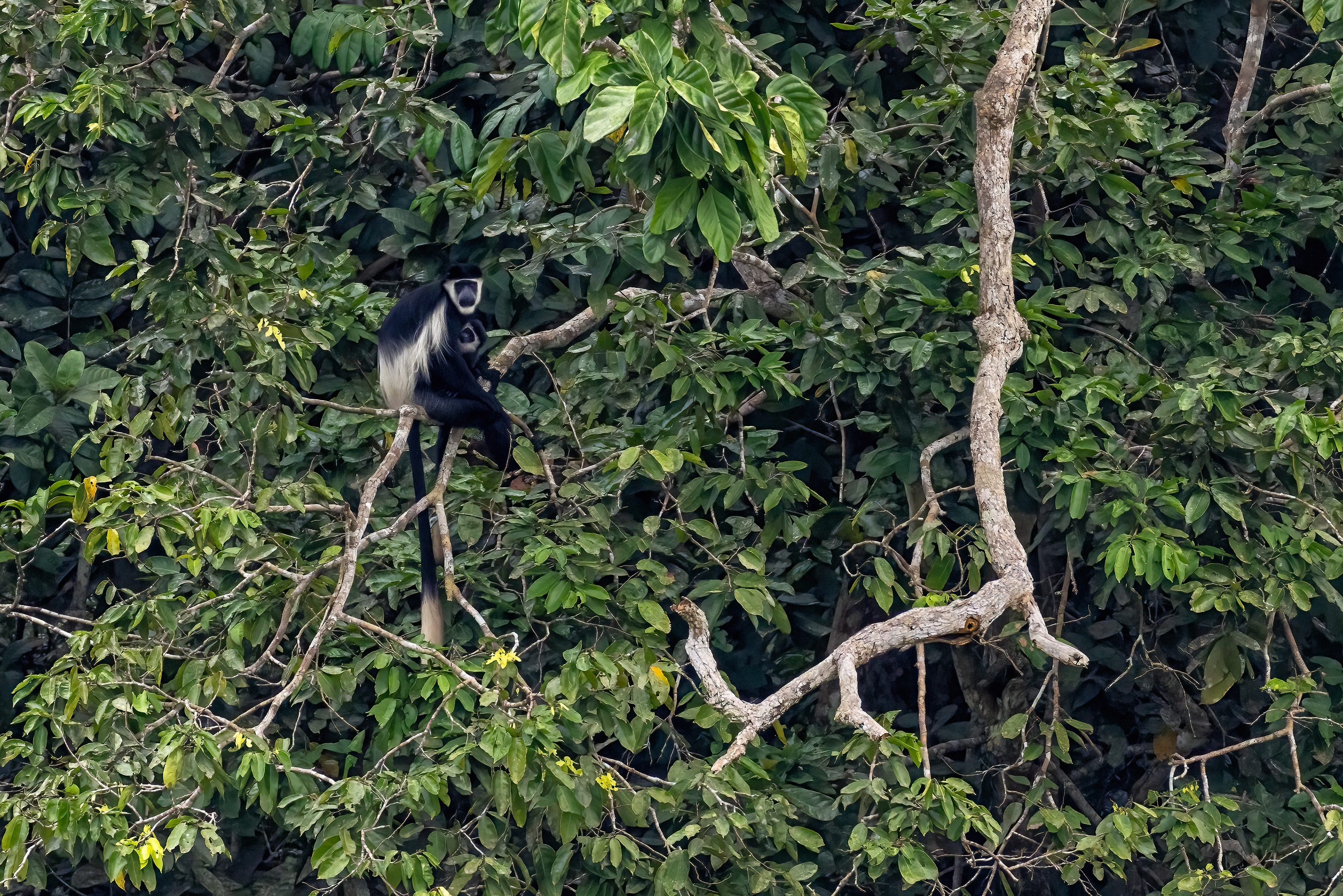 Black & White Colobus Monkey - Odzala, Republic of Congo