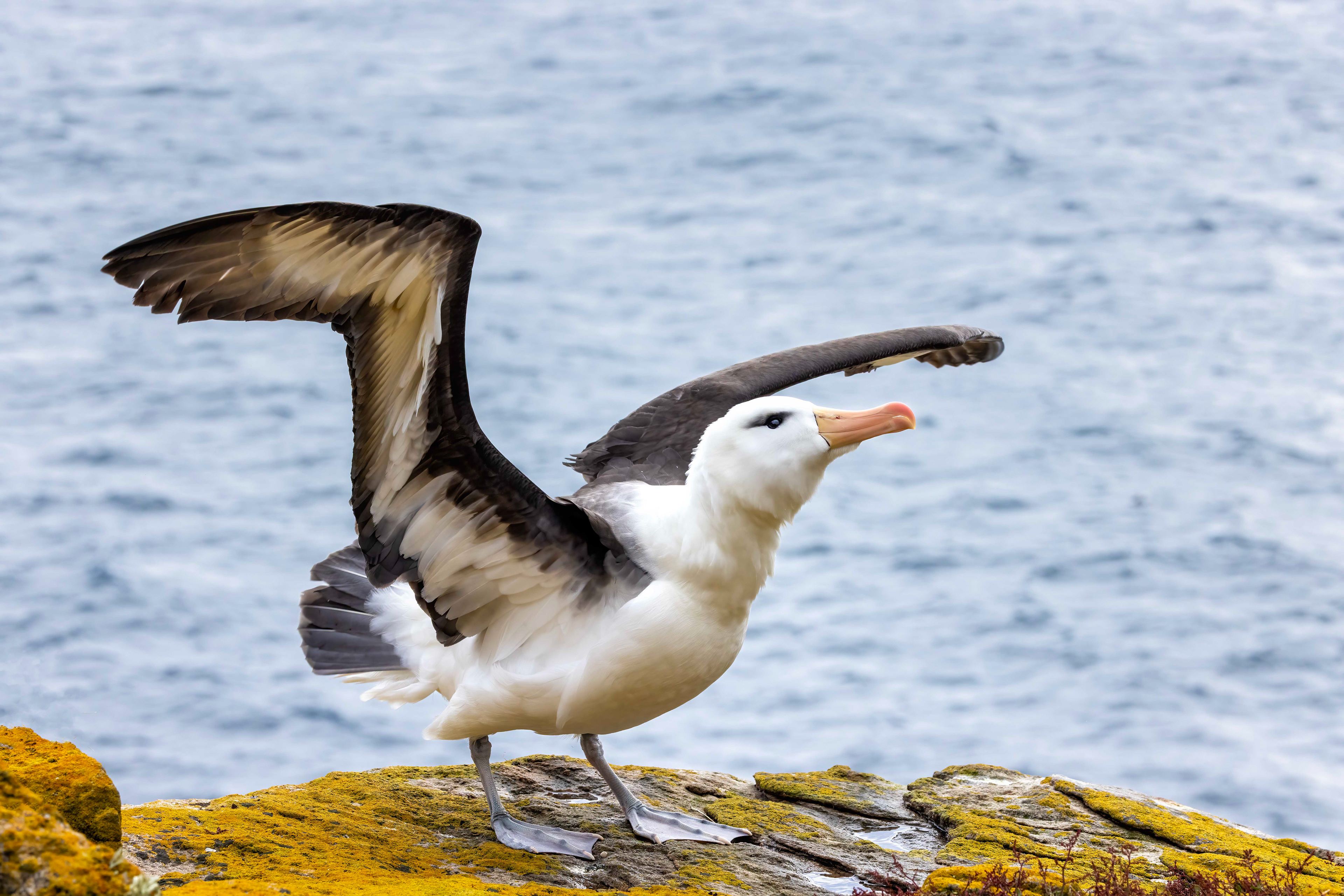 Black-browed Albatross shaking off a light rain shower - Falklands - RM