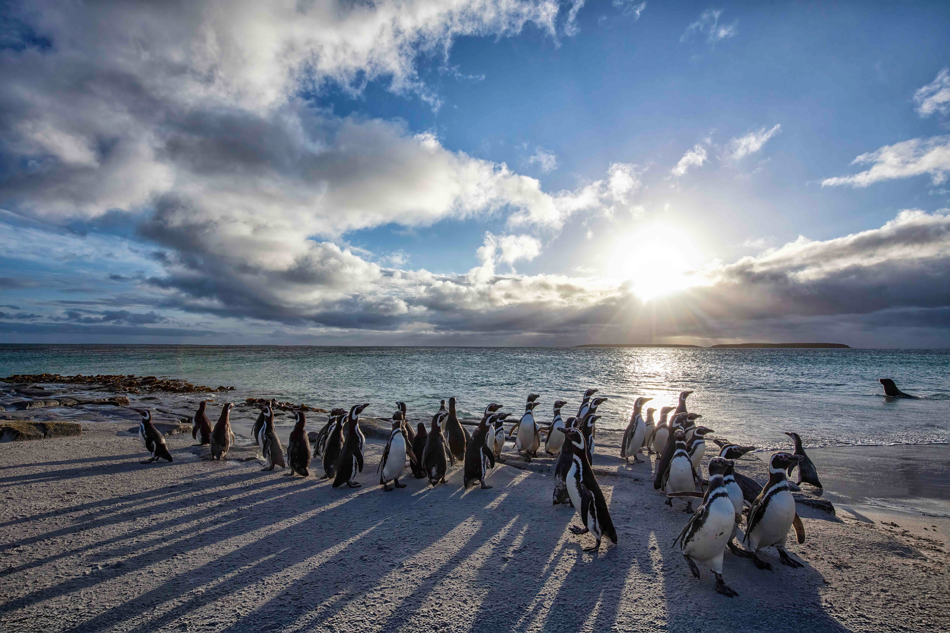 Magellanic penguins reacting to the approach of a Sealion at sunrise on Bleaker island - Falklands