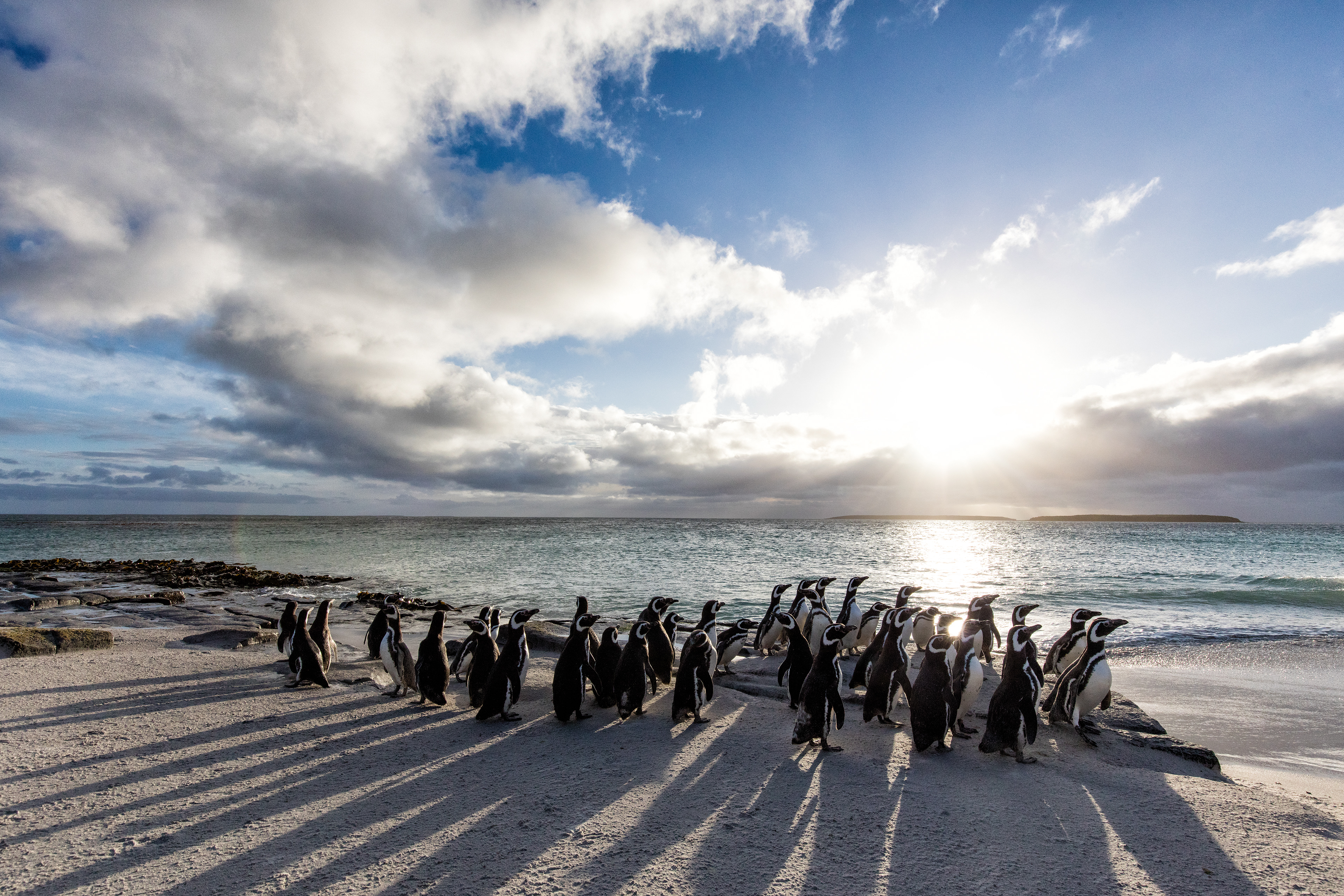 A group of Magellanic penguins warily watching a patrolling Sealion - Falklands