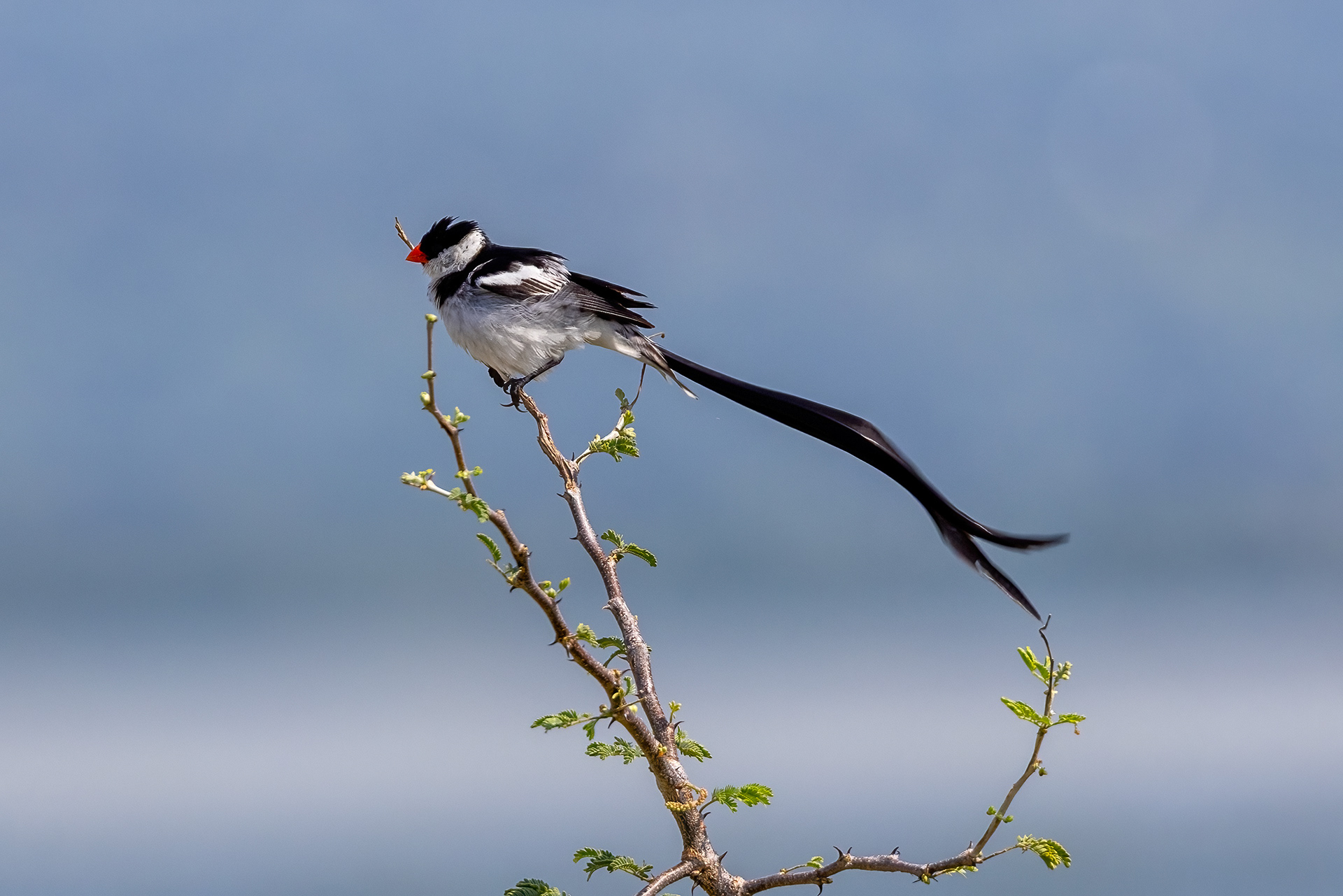 Male Pin-tail Wydah - Uganda - RM