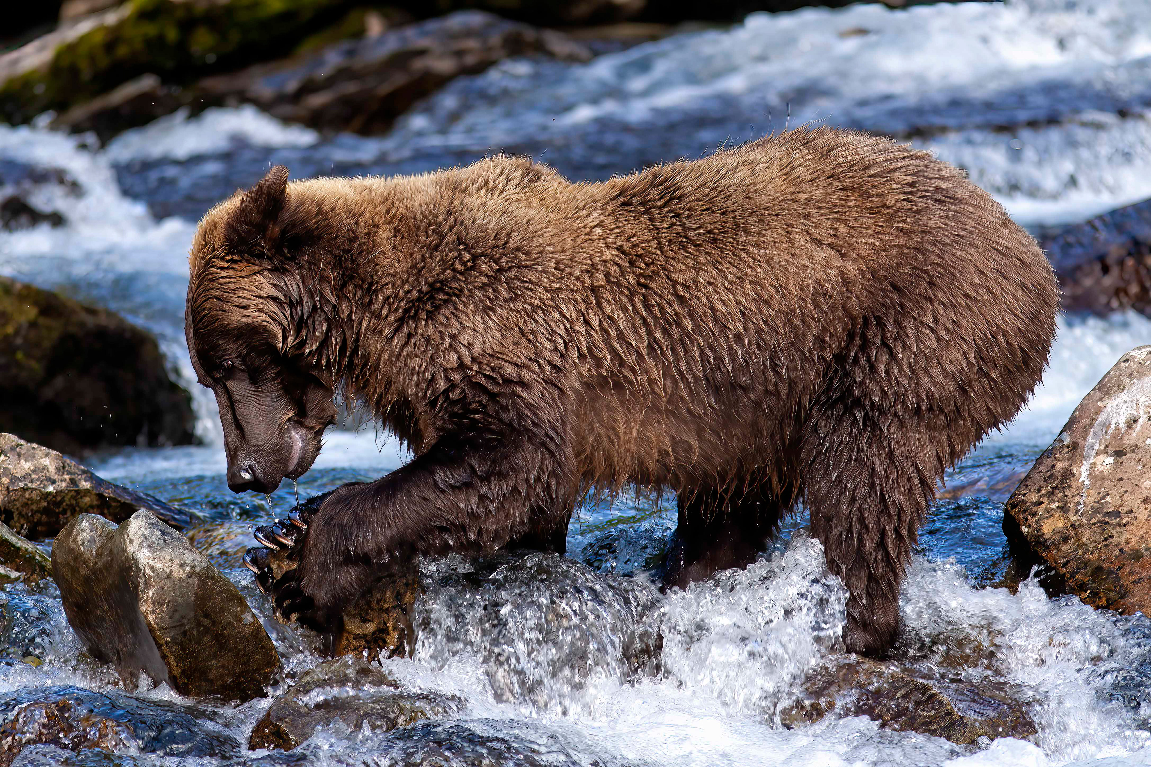 Grizzly Bear turning over rocks looking for food - Katmai Alaska - RM