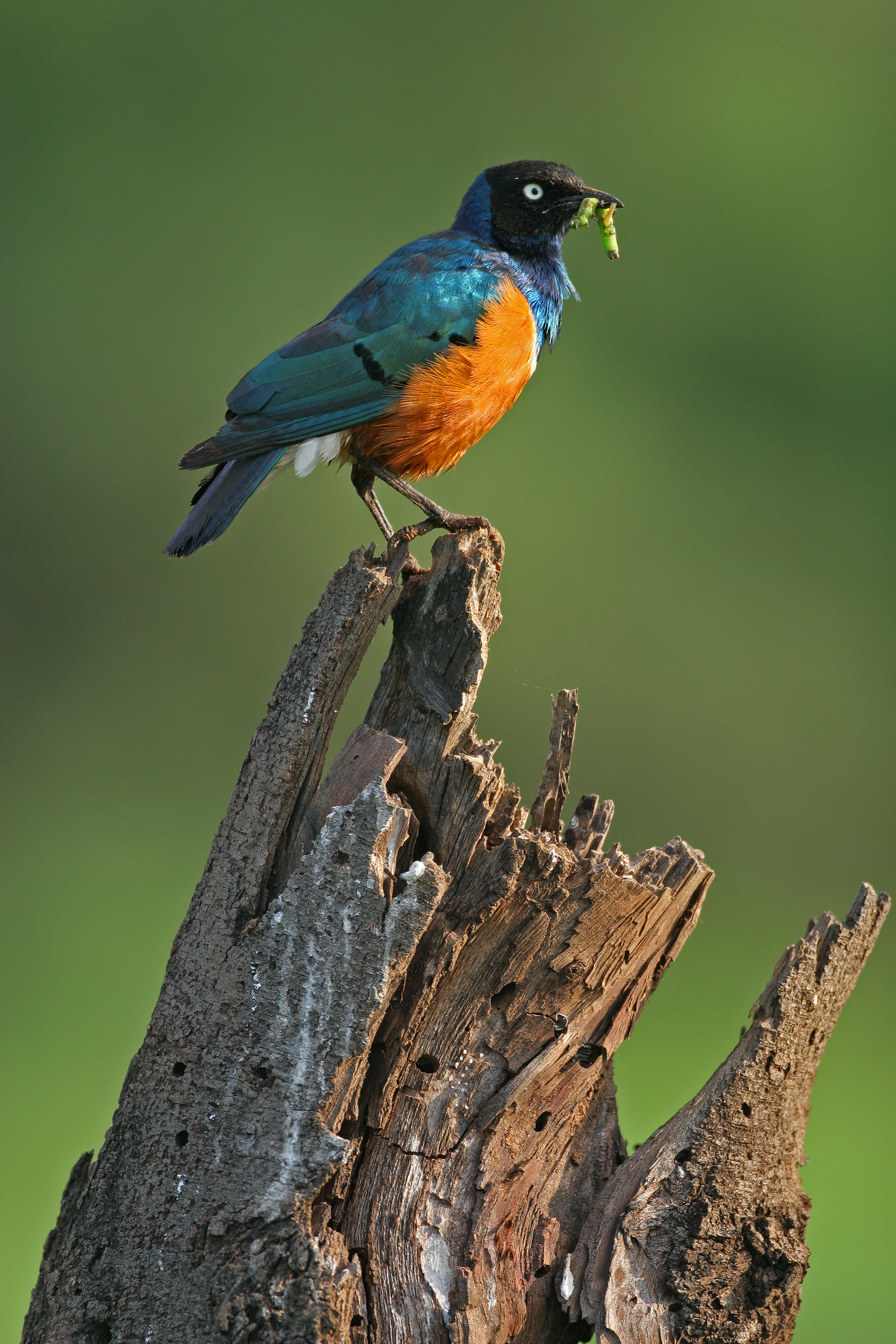 Superb Starling - Samburu