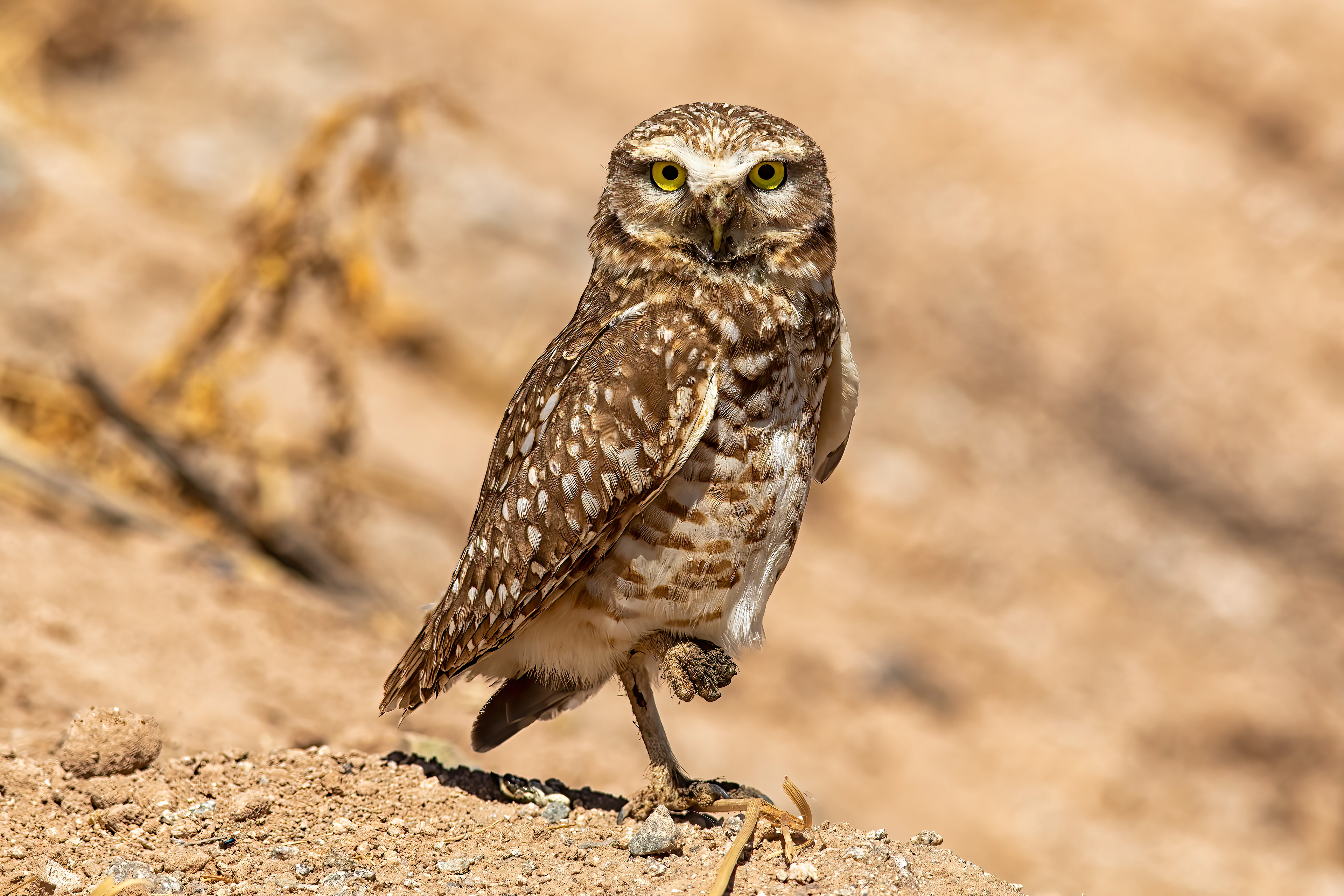 Burrowing Owl - RM