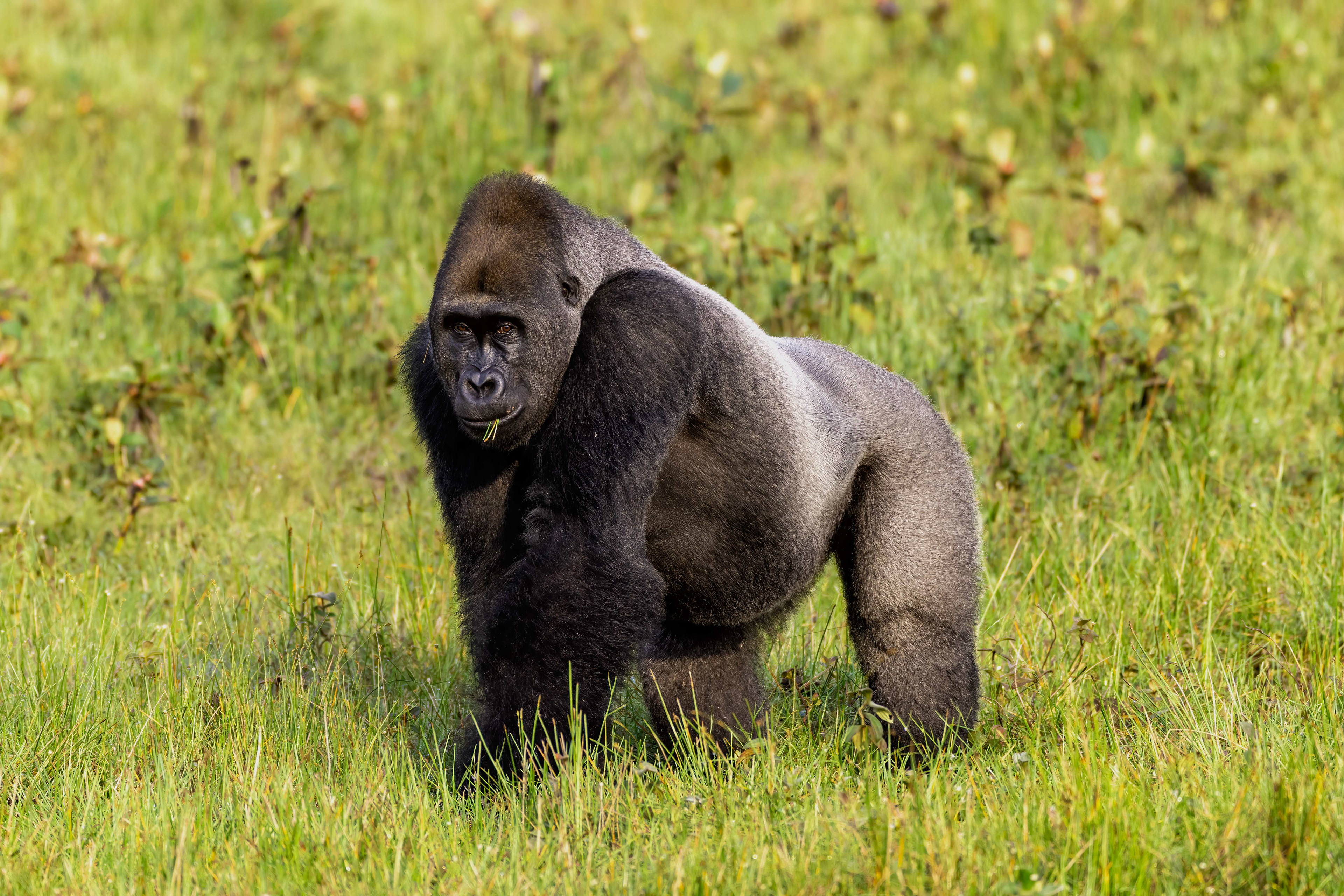 Western Lowland Silverback Gorilla - Odzala, Republic of Congo