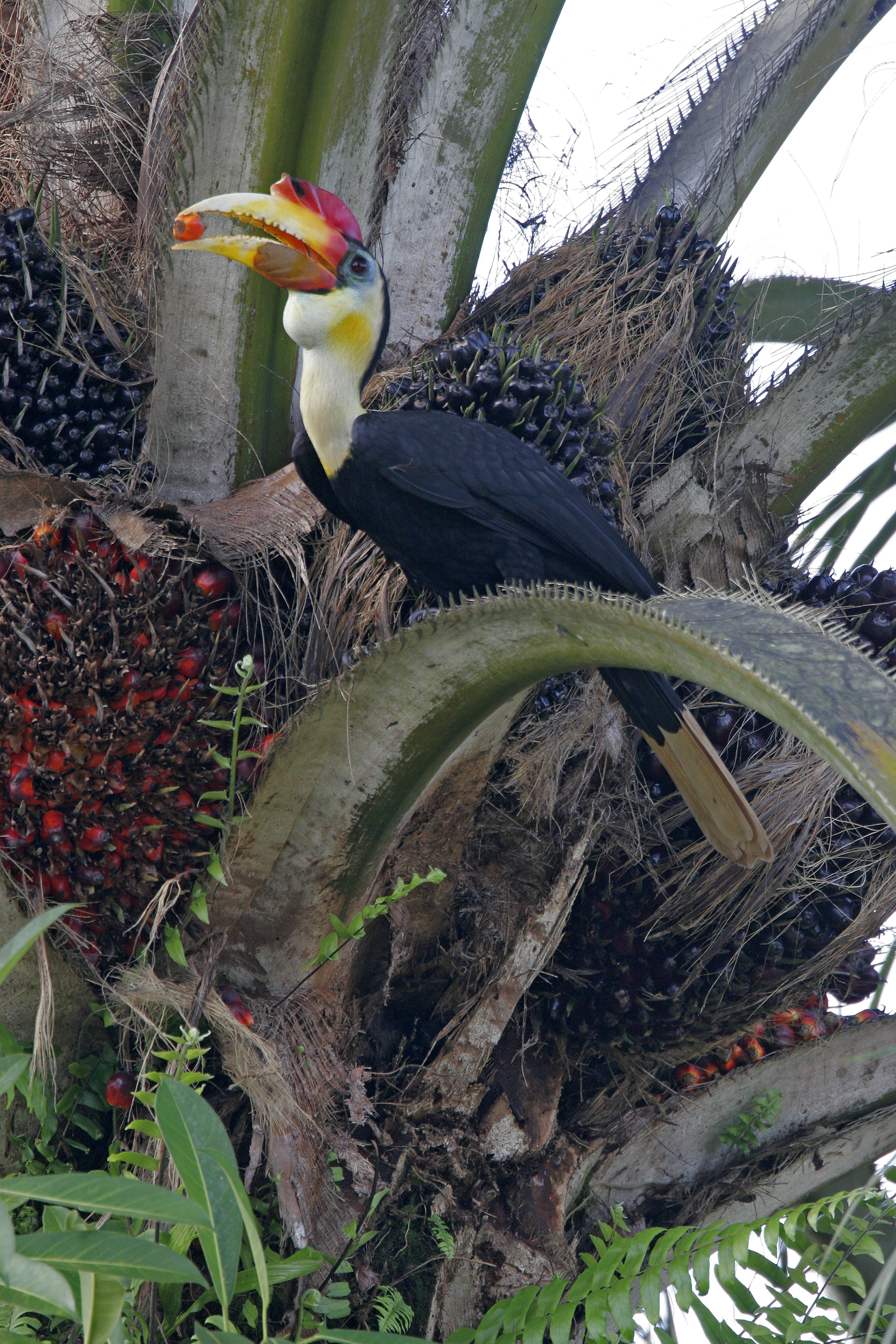 Wrinkled Hornbill feeding on palm nuts at the edge of the Kinabatangan River - Sabah, Malaysia