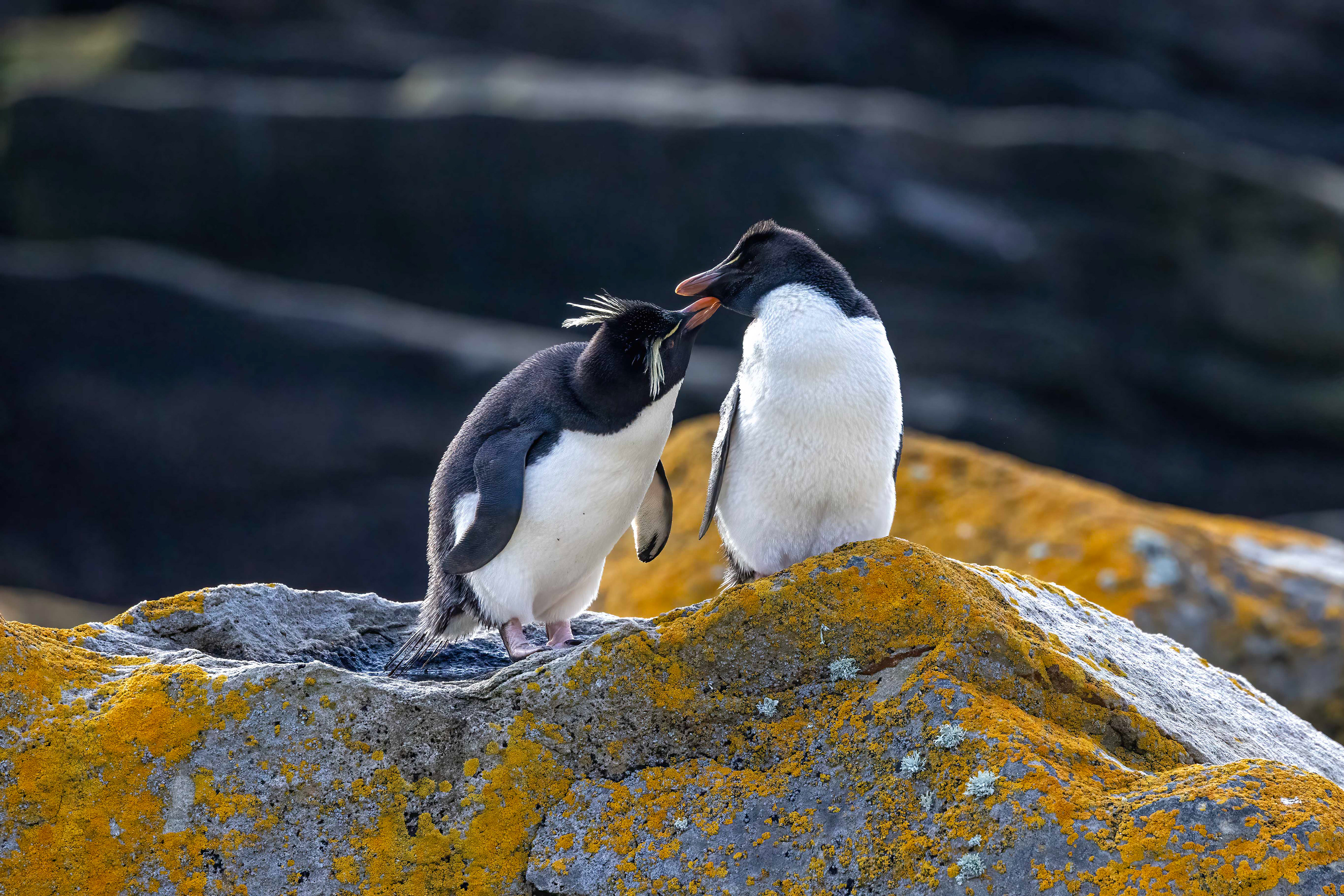 Southern Rockhoppers grooming each other - Falklands - RM