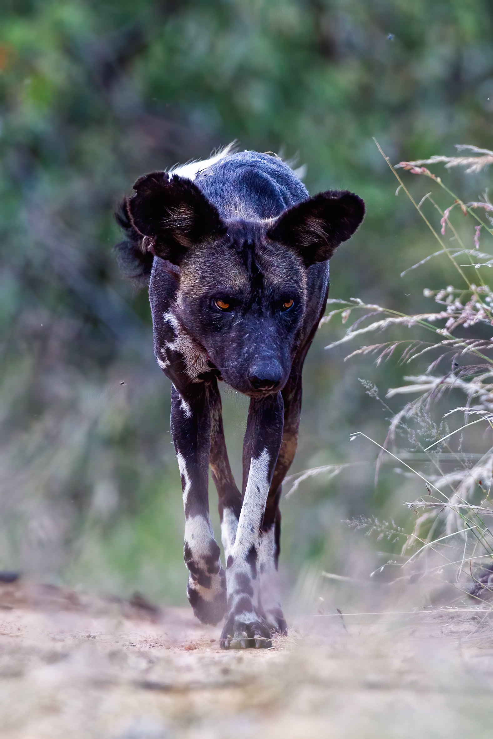 African Wild Dog - Kenya