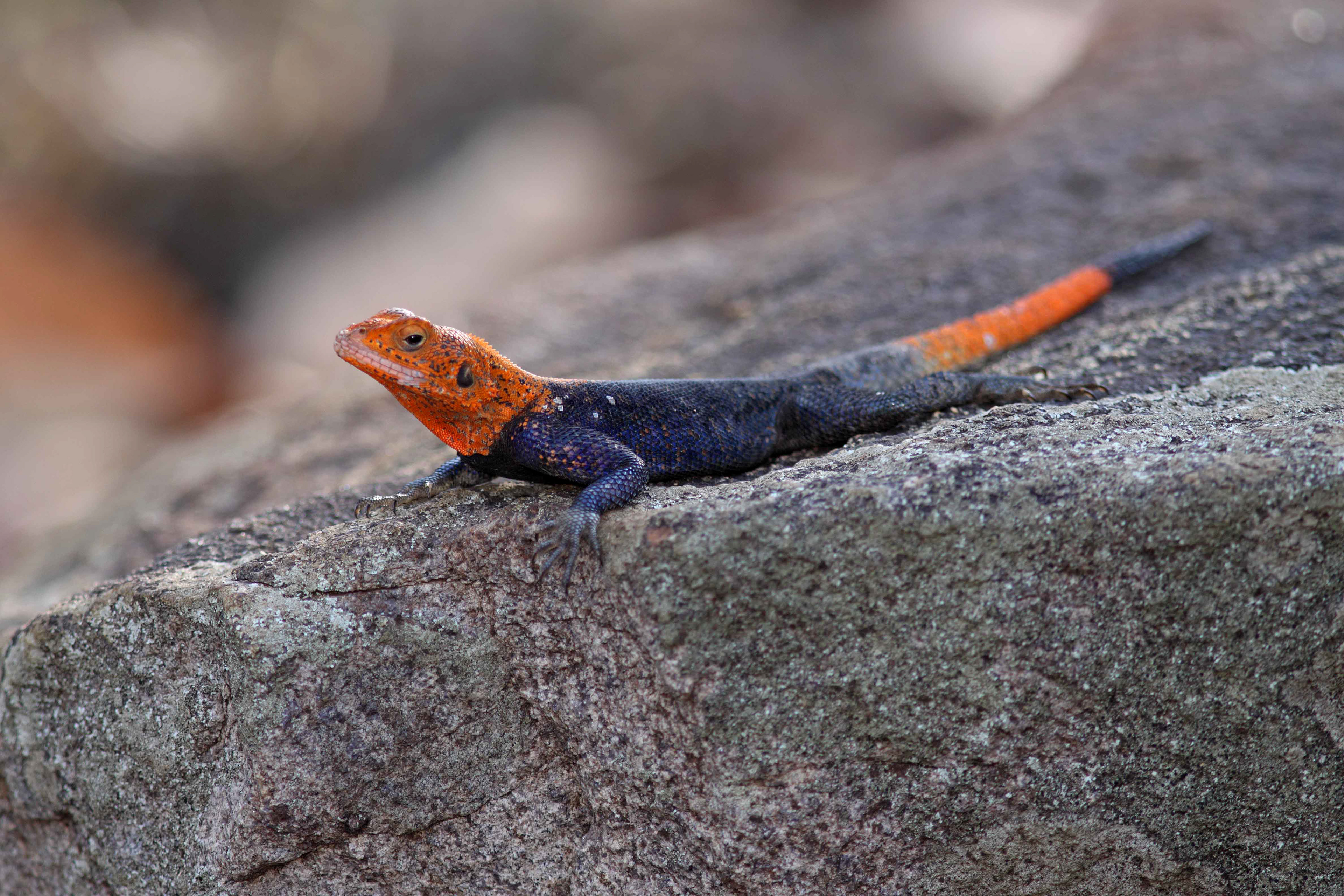Red-headed Agama Lizard - Uganda