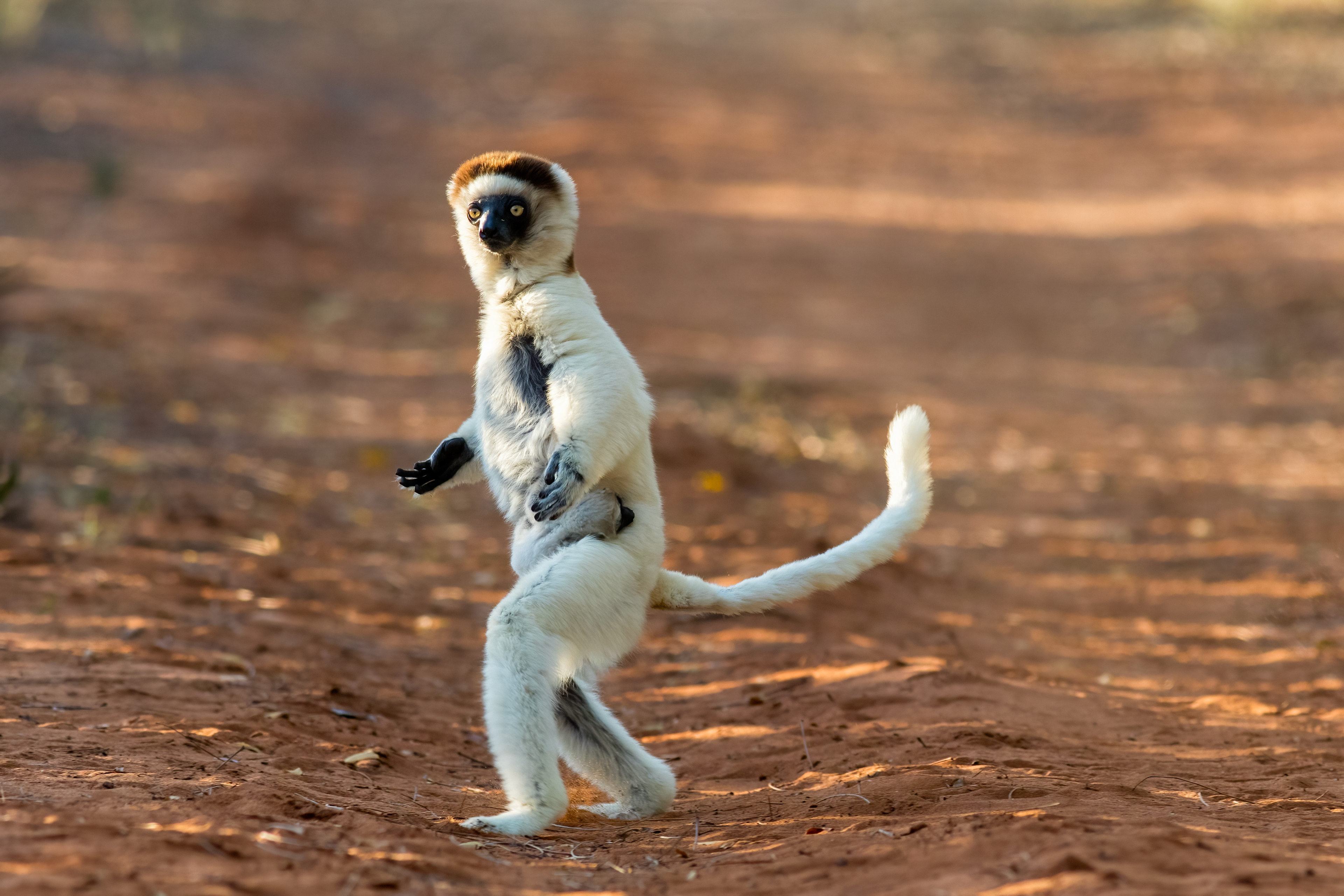 Verreaux's Sifaka with baby - Berenty - RM