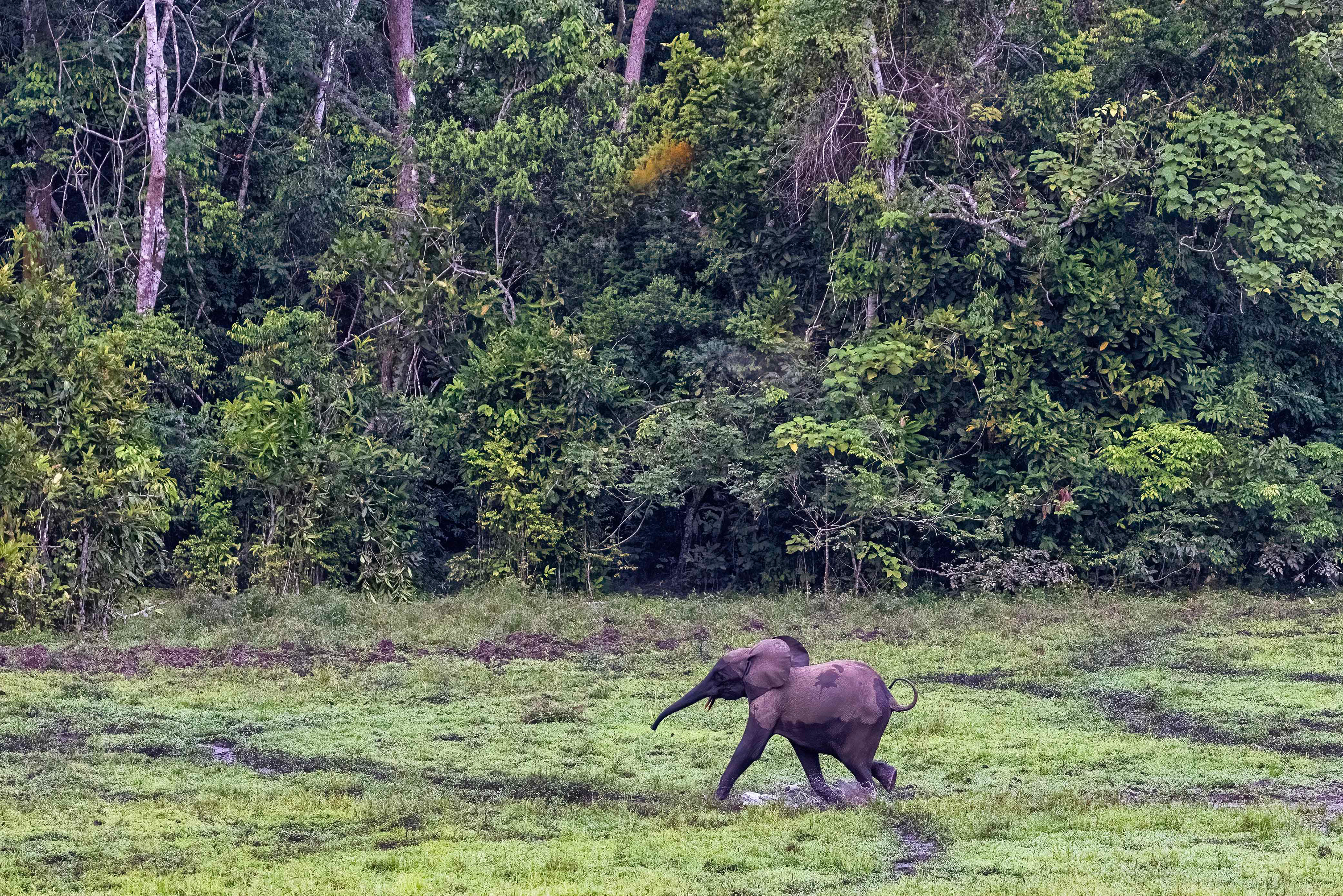 Young Forest Elephant racing to catch up to its family departing the bai - Odzala, Republic of Congo-RM