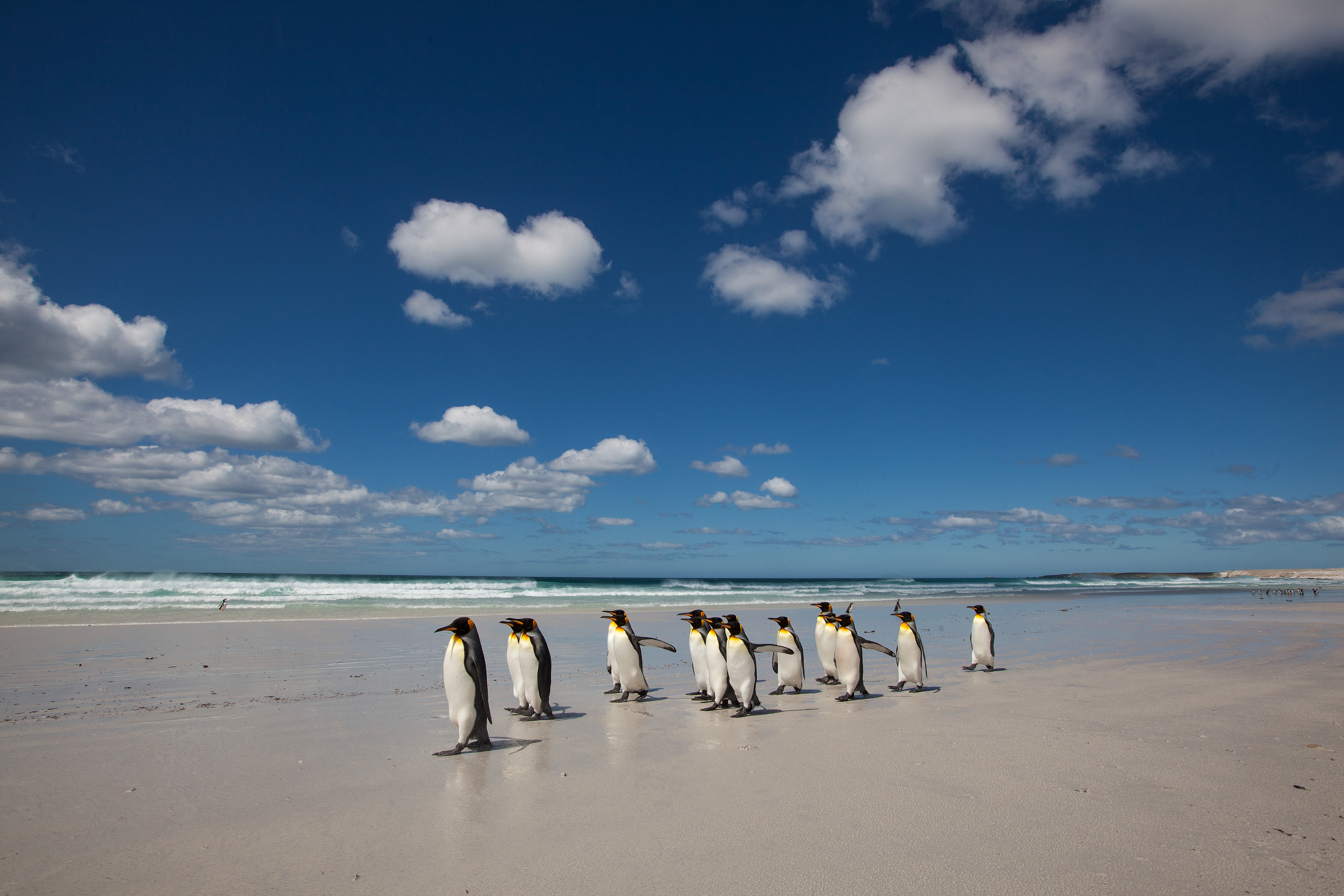 King Penguins on the magnificent Volunteer Beach - Falklands