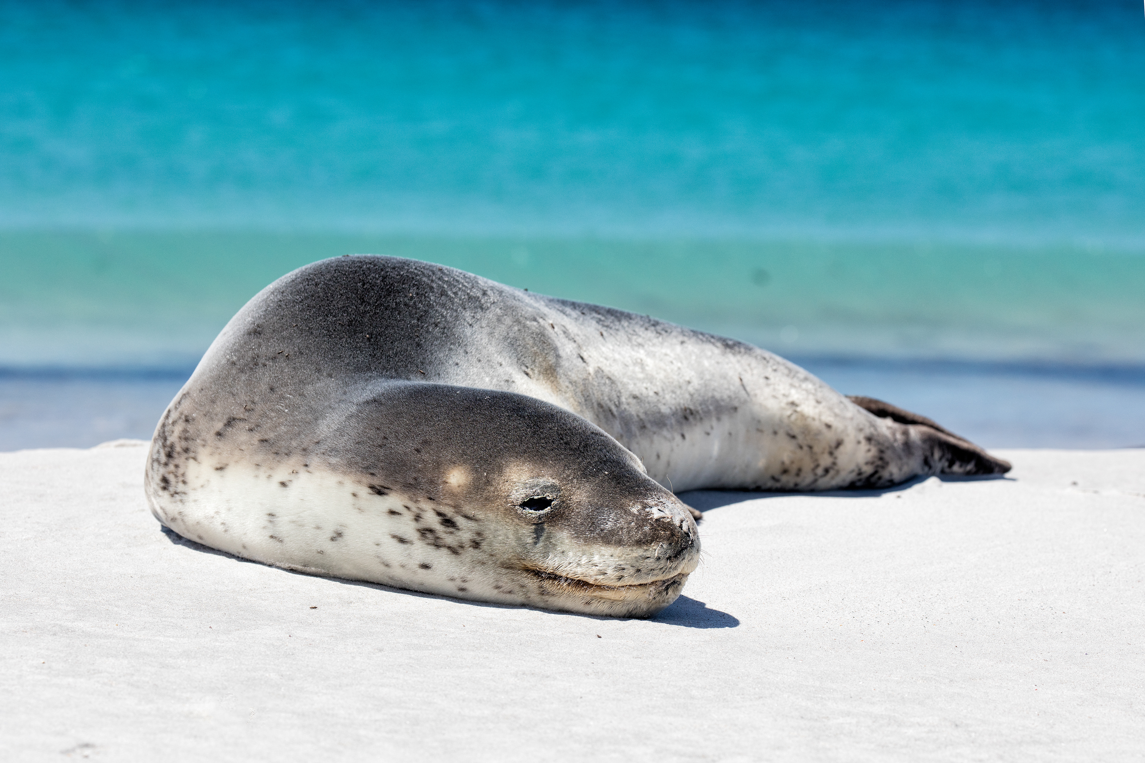 Young Leopard Seal - Falklands