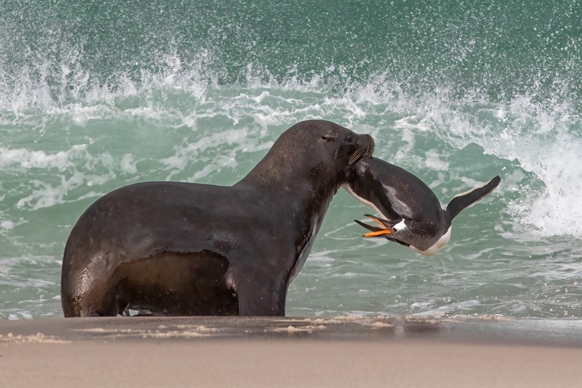 Sealion hunting a Gentoo penguin - Falklands - RM