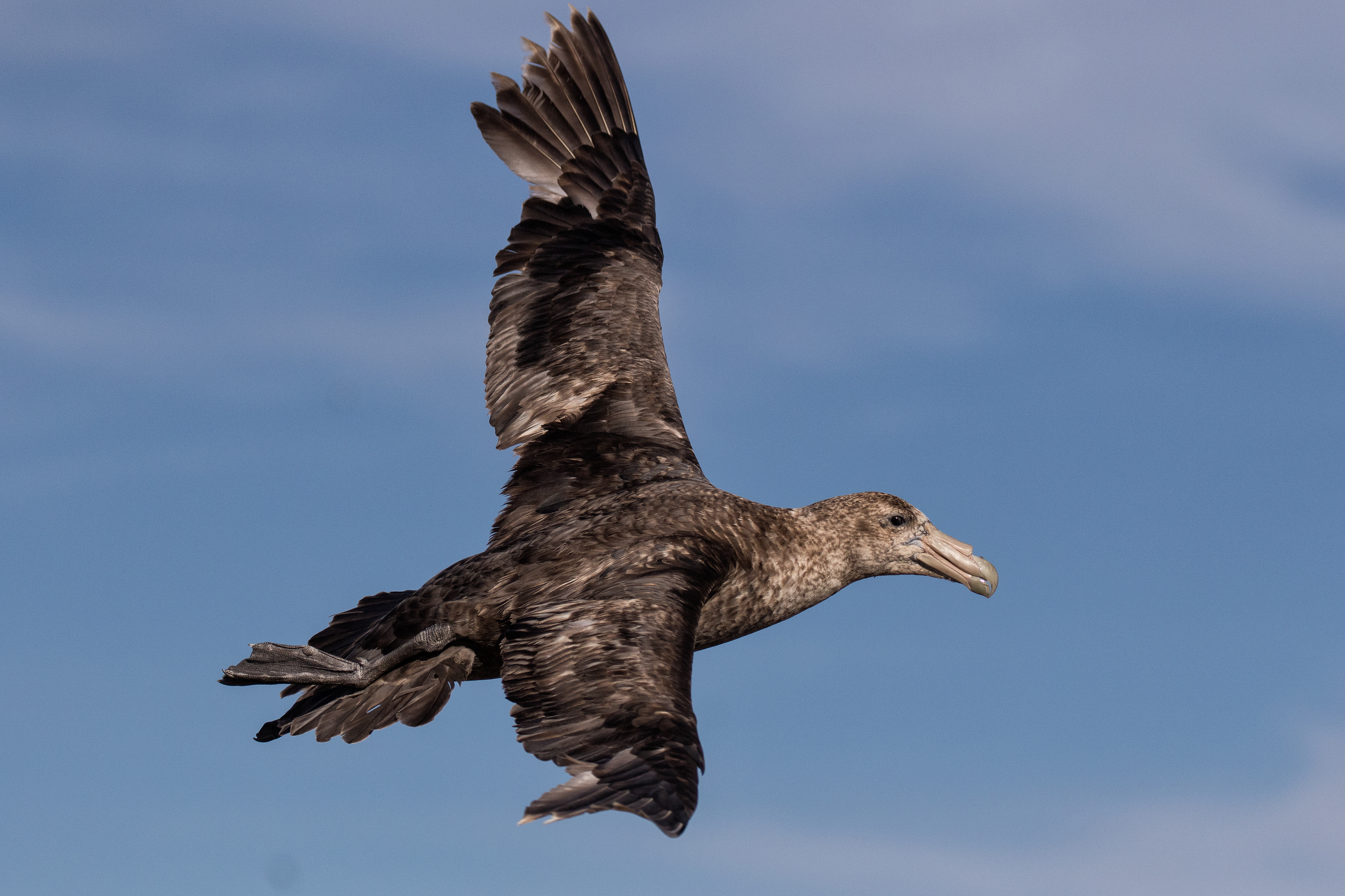 Southern Giant Petral - Falklands