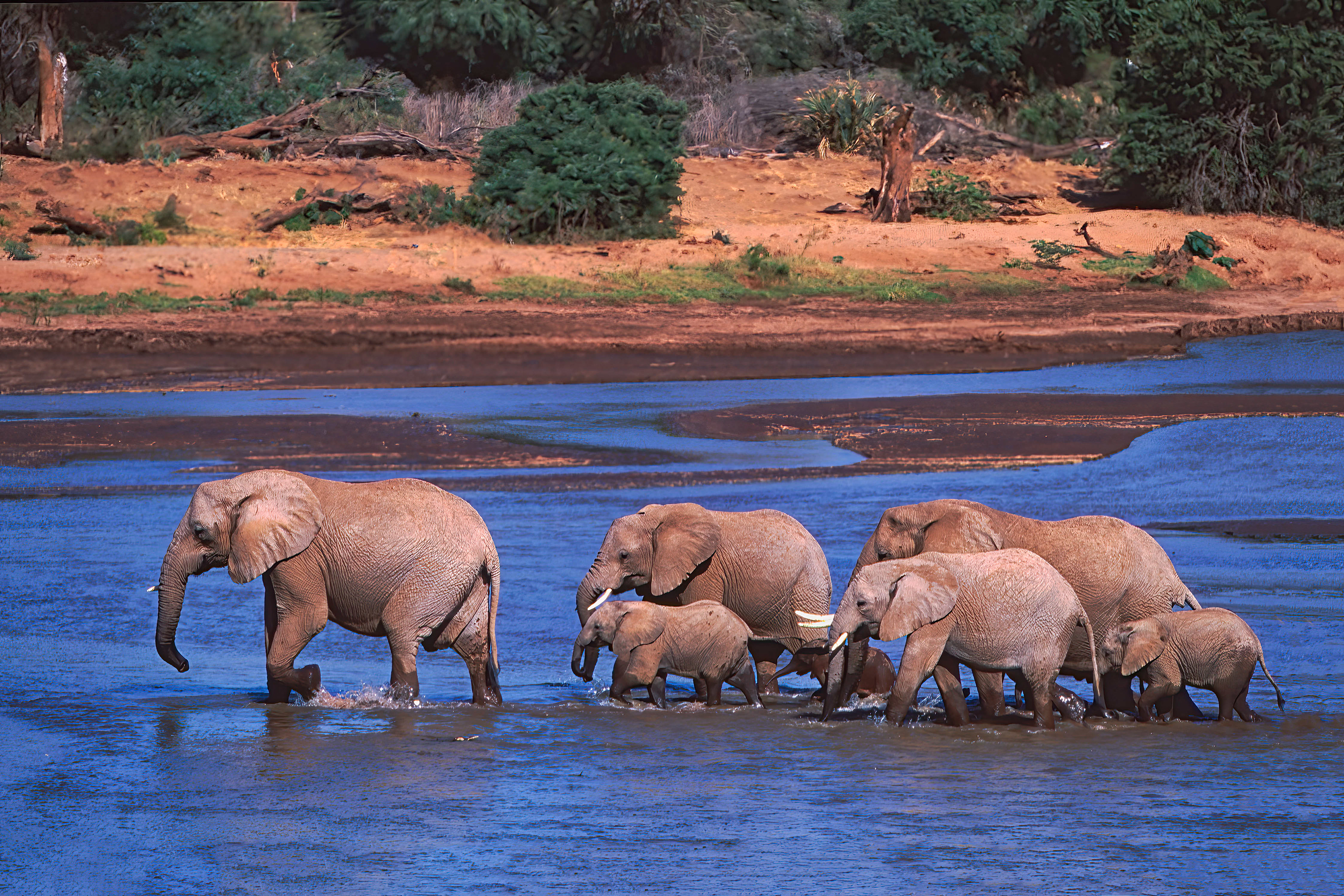 Elephant family crossing the Ewes Nyiro River - Samburu