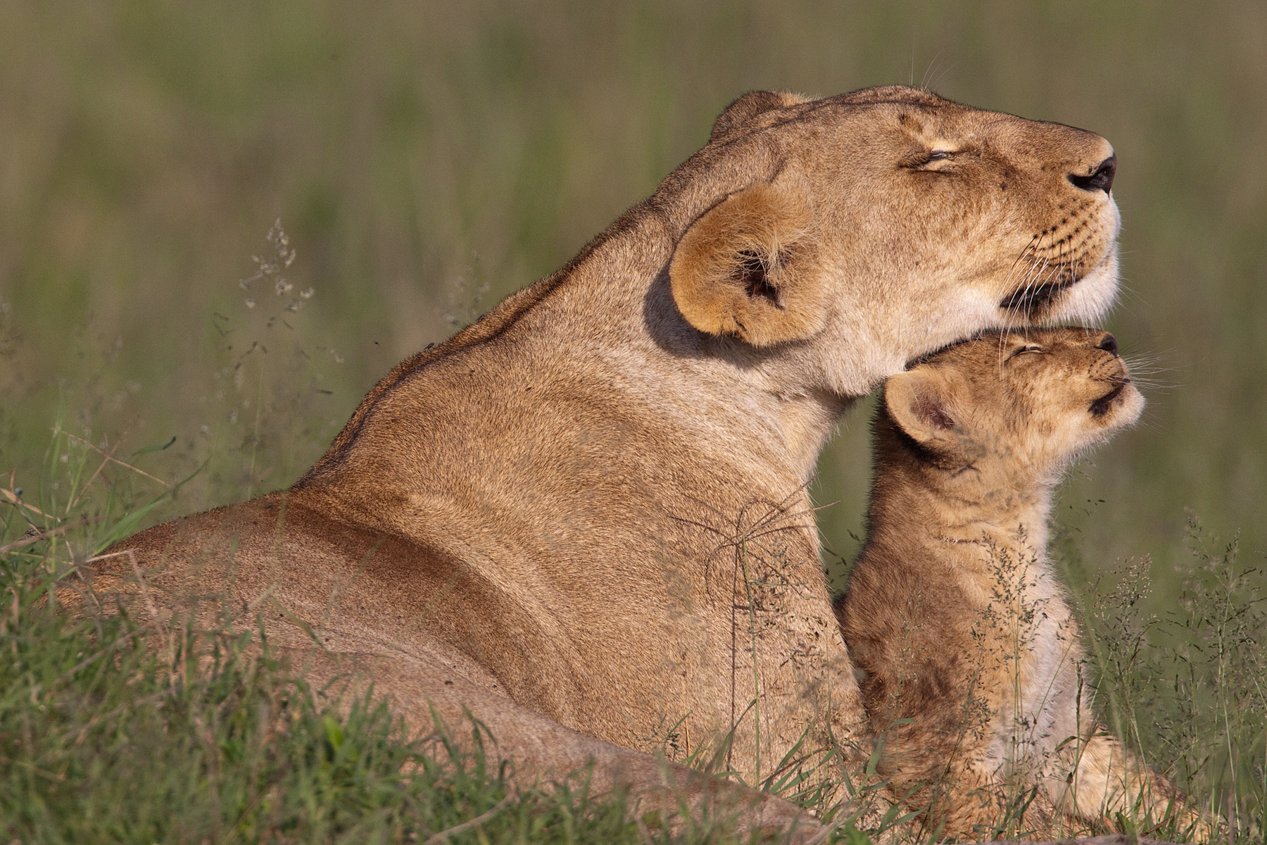 Lioness and her cub - Masai Mara