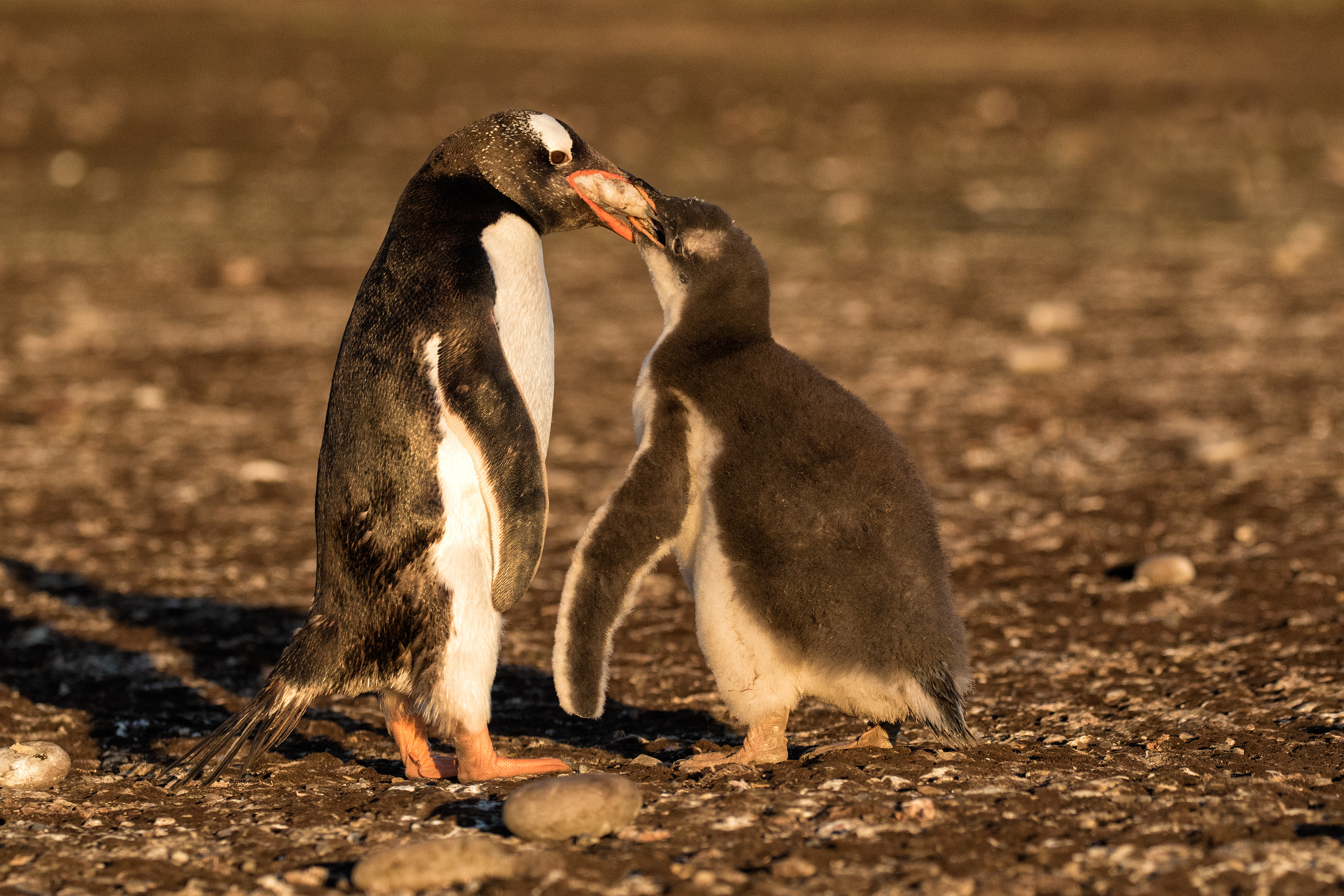 Gentoo Penguin chick being fed - Falklands 