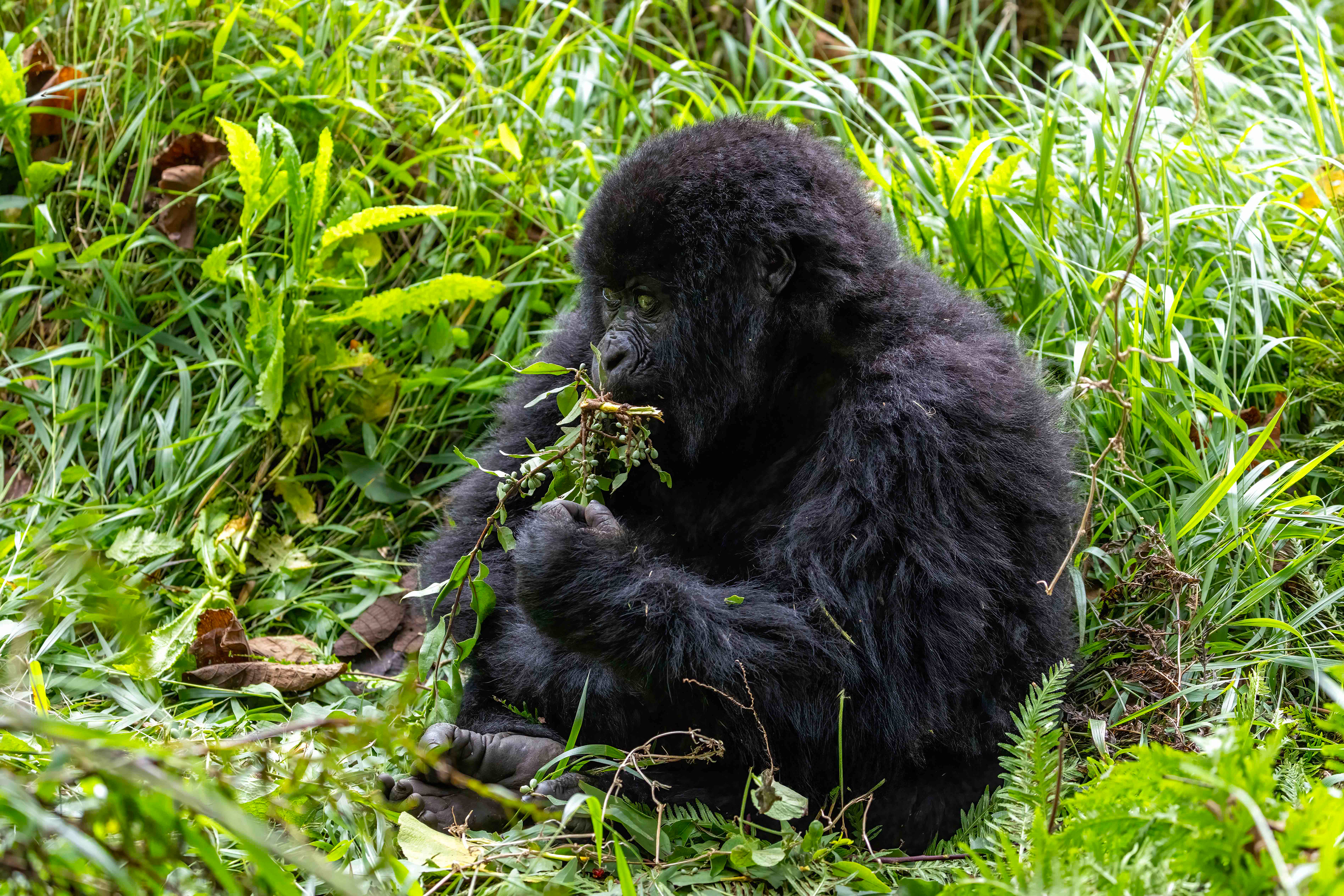 Young Mountain Gorilla - Uganda