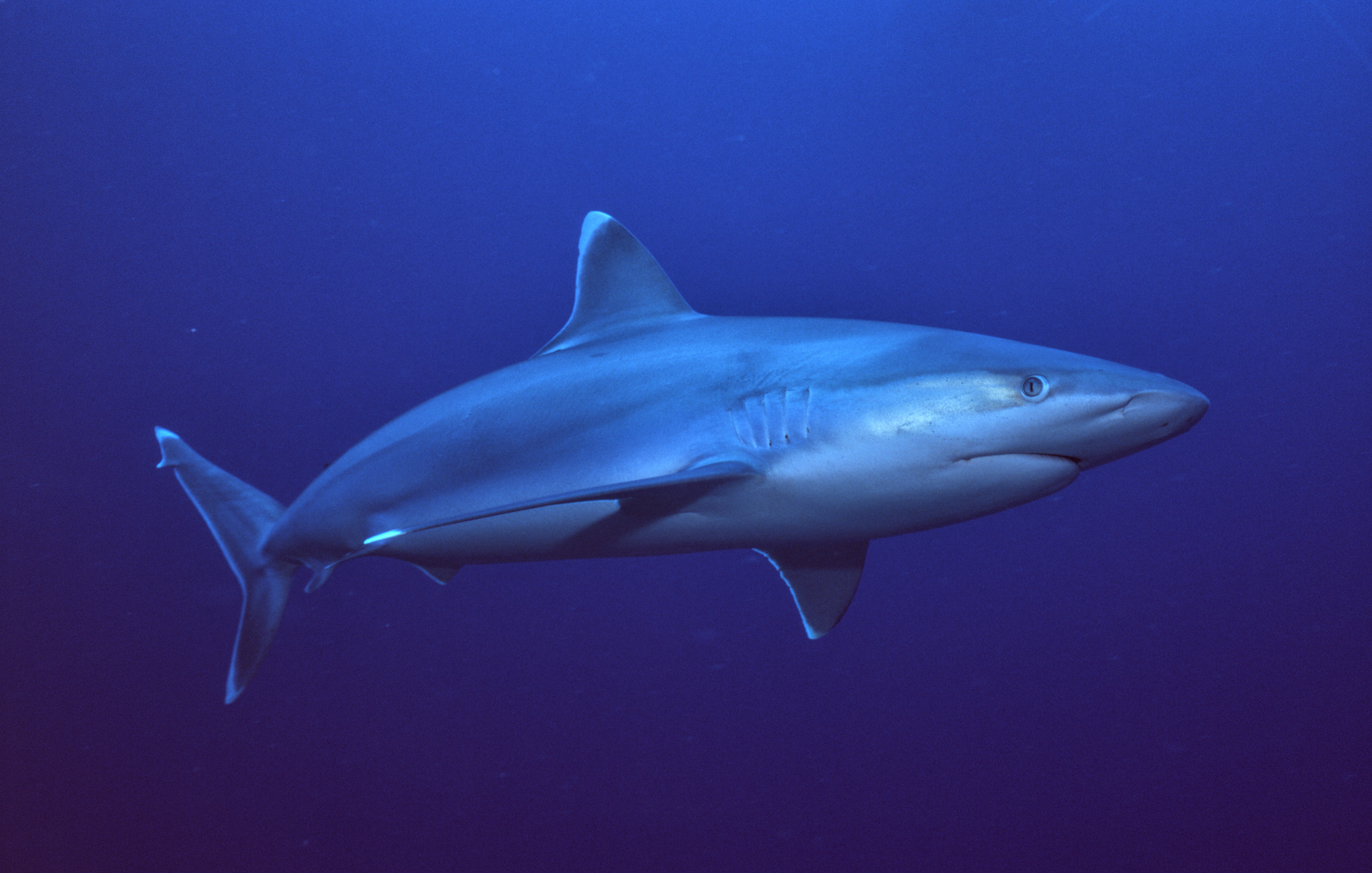 Silvertip Reef Shark - Papua New Guinea