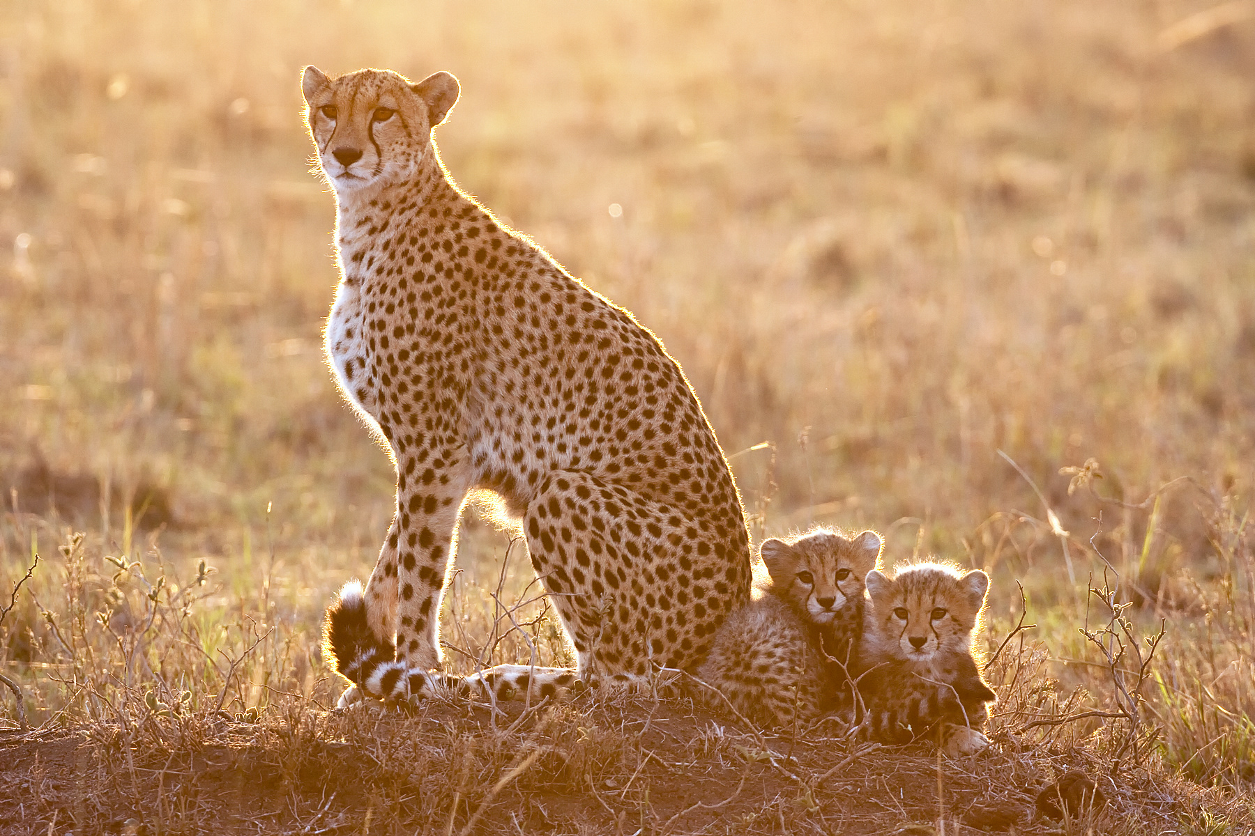 Female Cheetah with her two cubs - Masai Mara