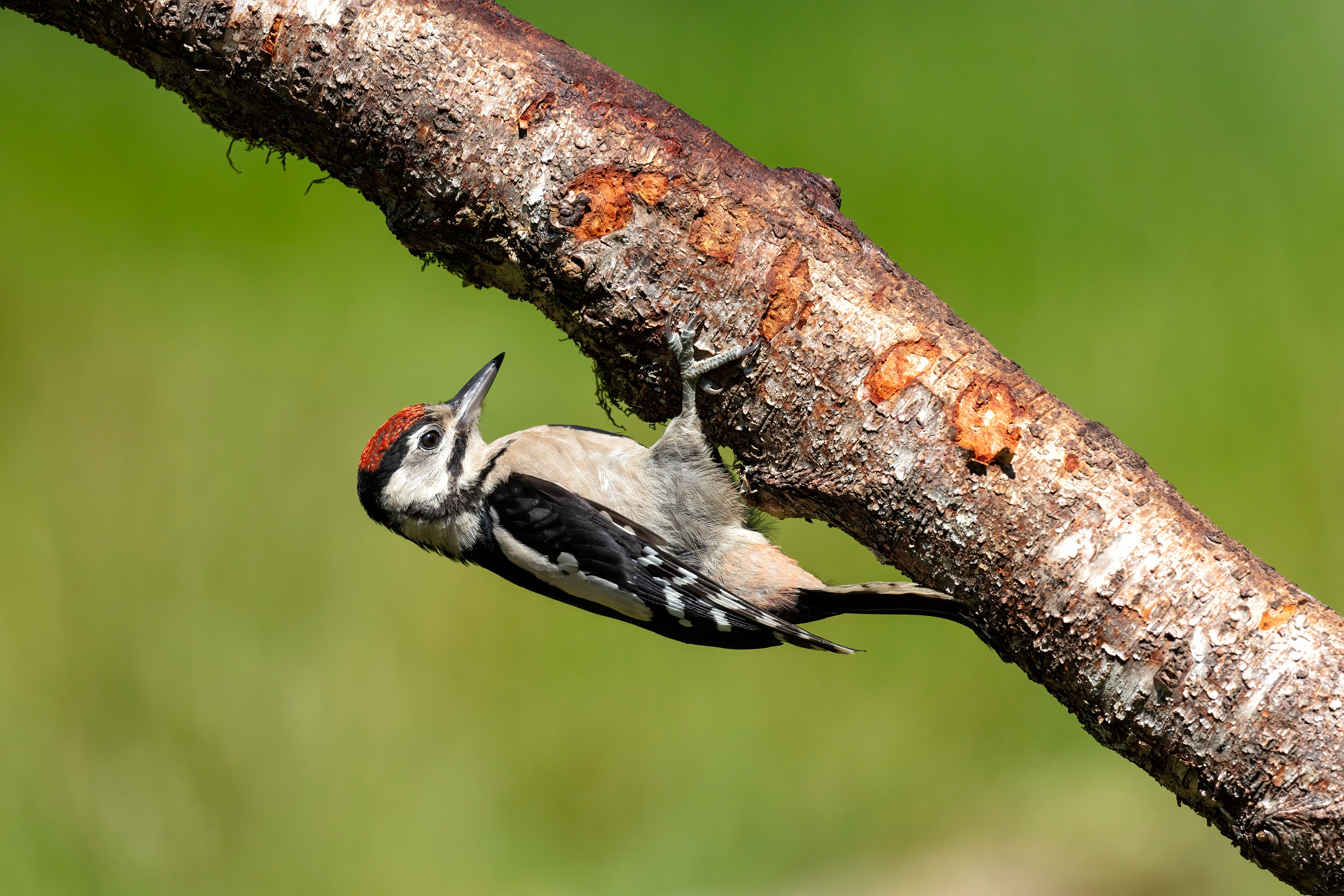 Great Spotted Woodpecker