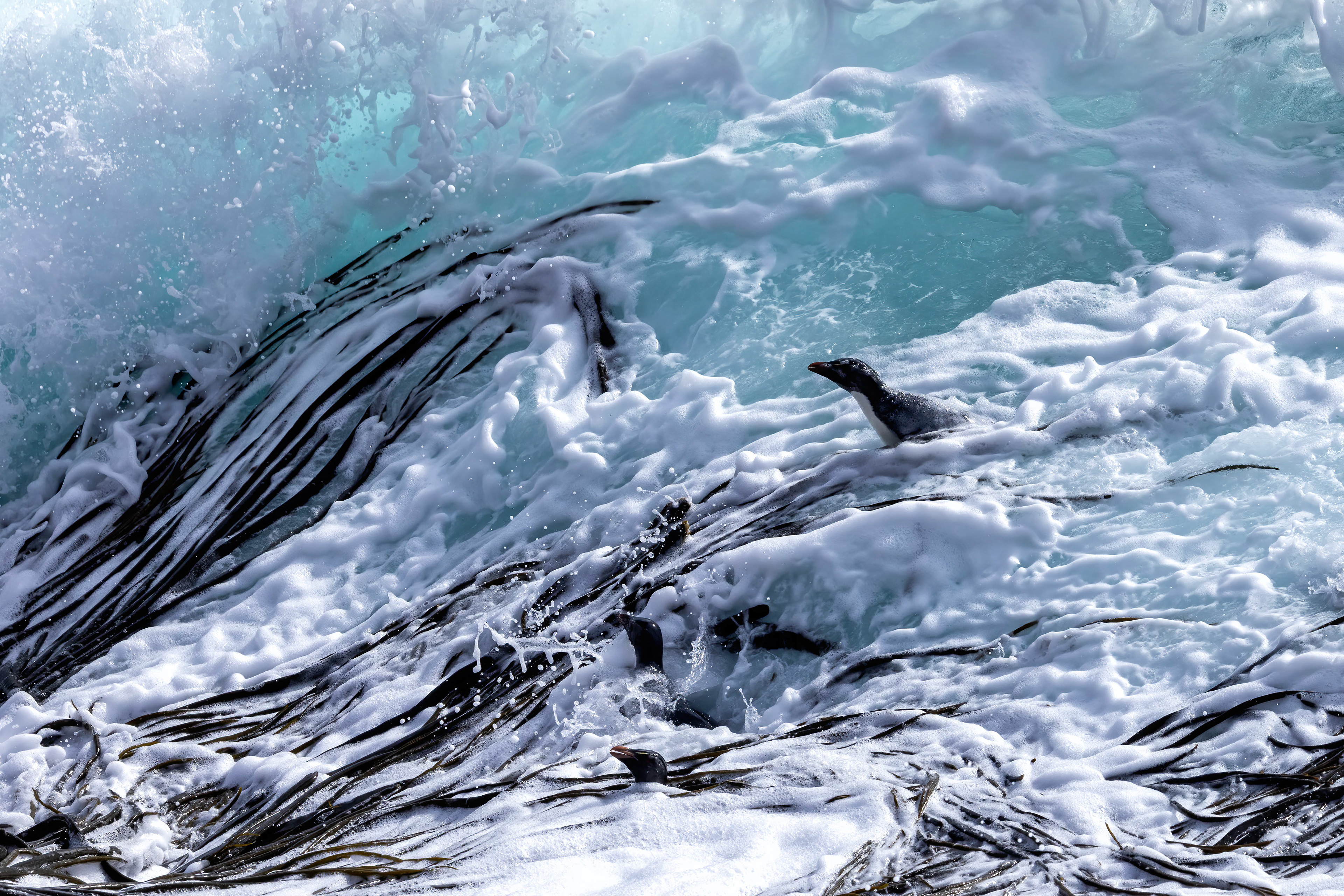 Southern Rockhoppers braving the huge surf to return to shore - Falklands