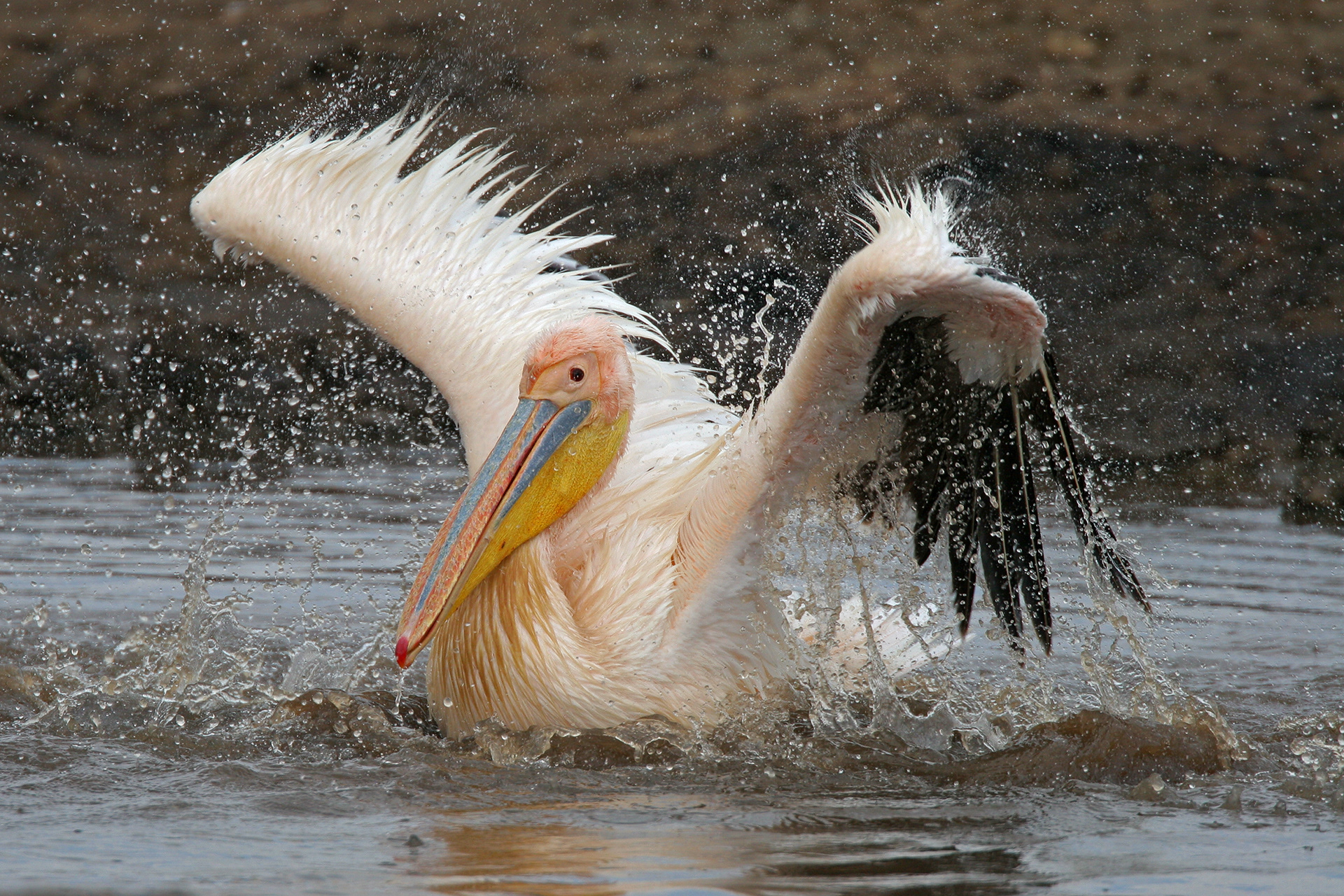 Great White Pelican bathing in a small stream - Nakuru