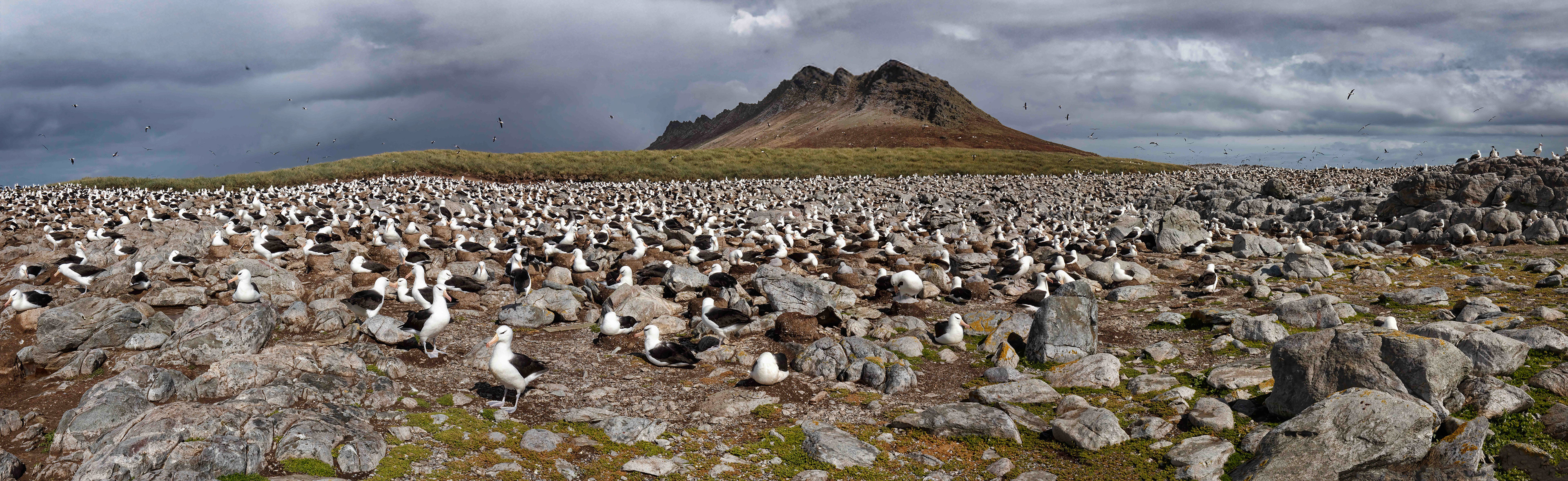 Black-browed Albatross colony on Steeple Jason - Falklands