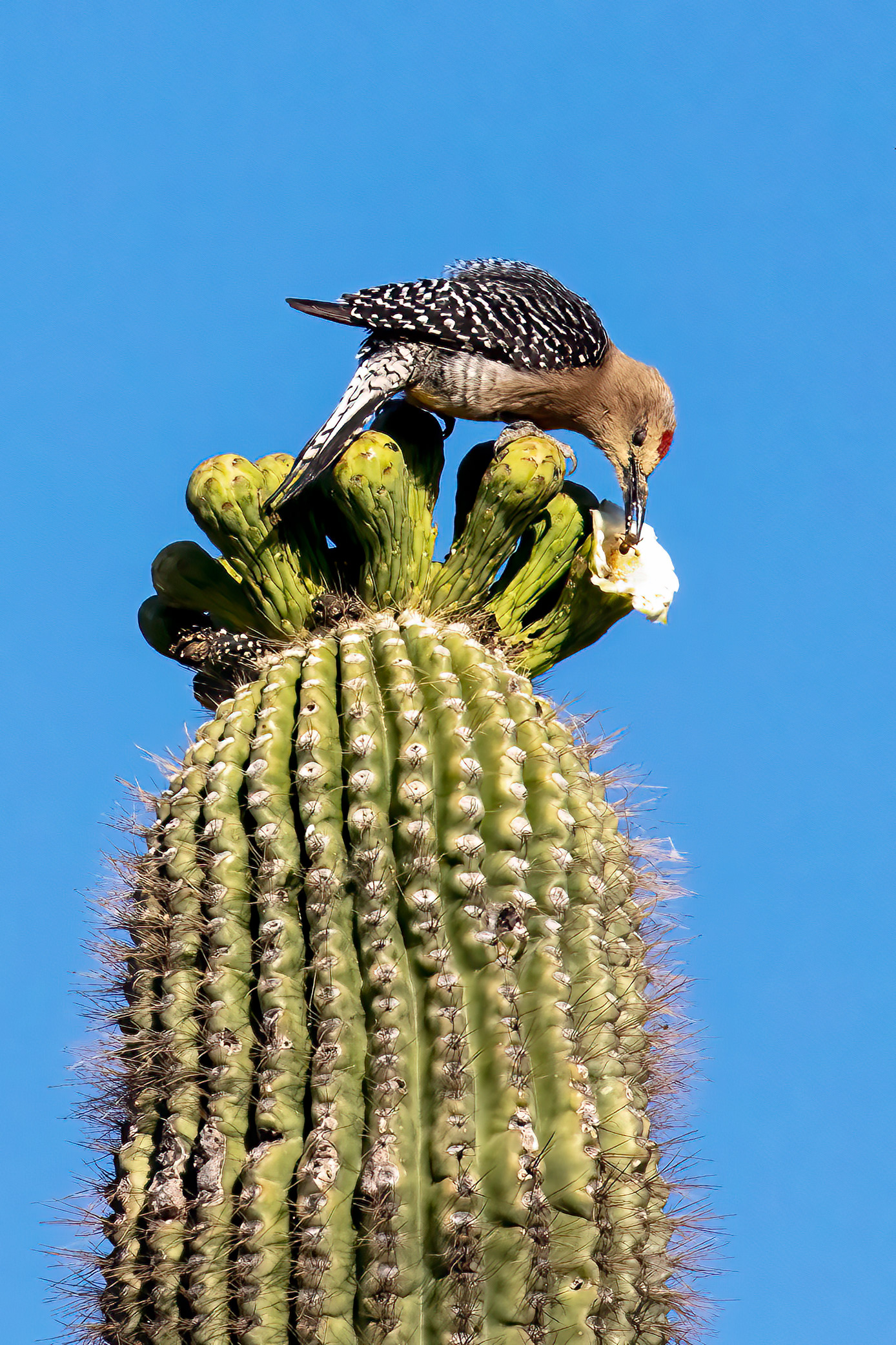 Arizona Woodpecker feeding on Saguaro blooms