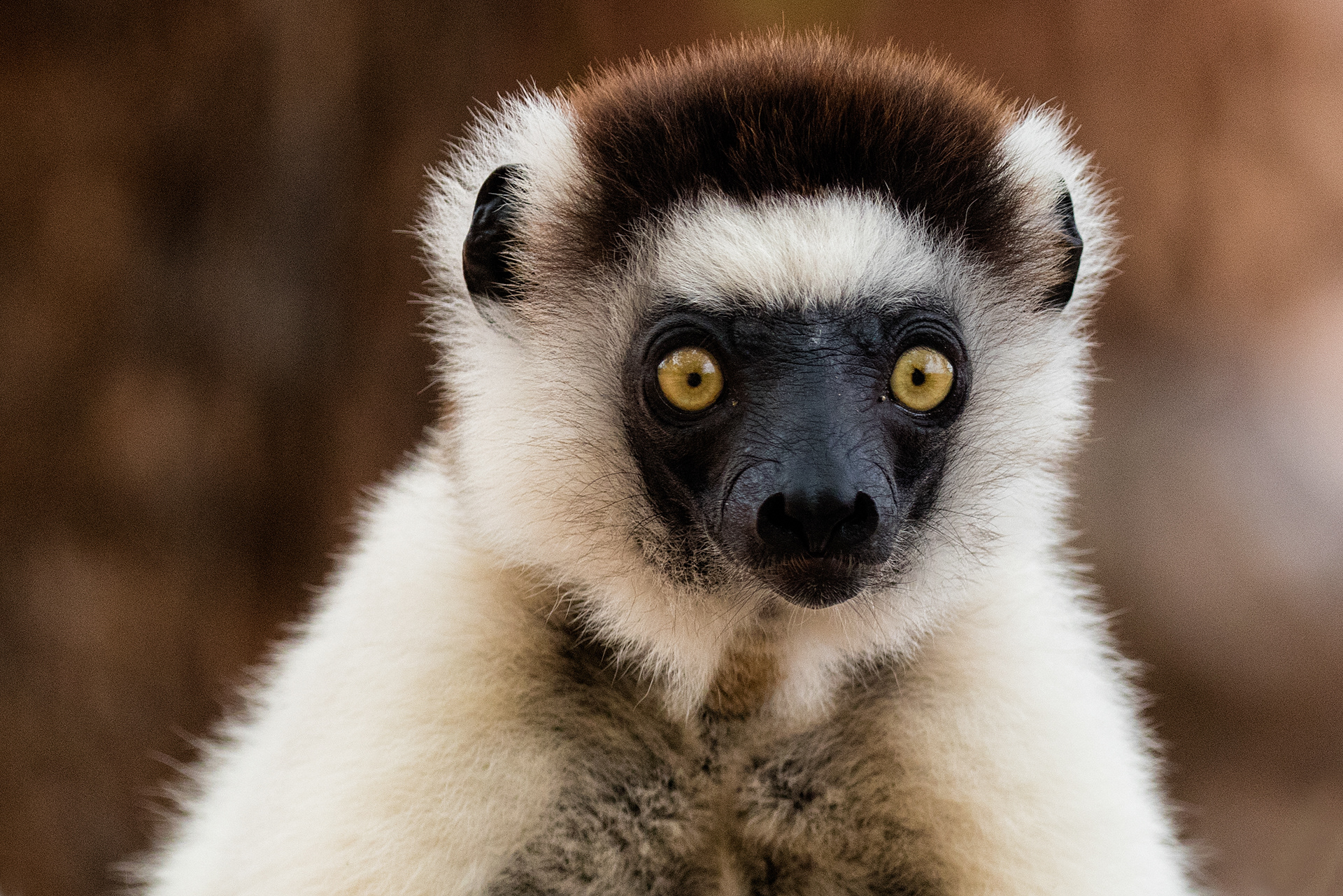 Verreaux's Sifaka - Berenty