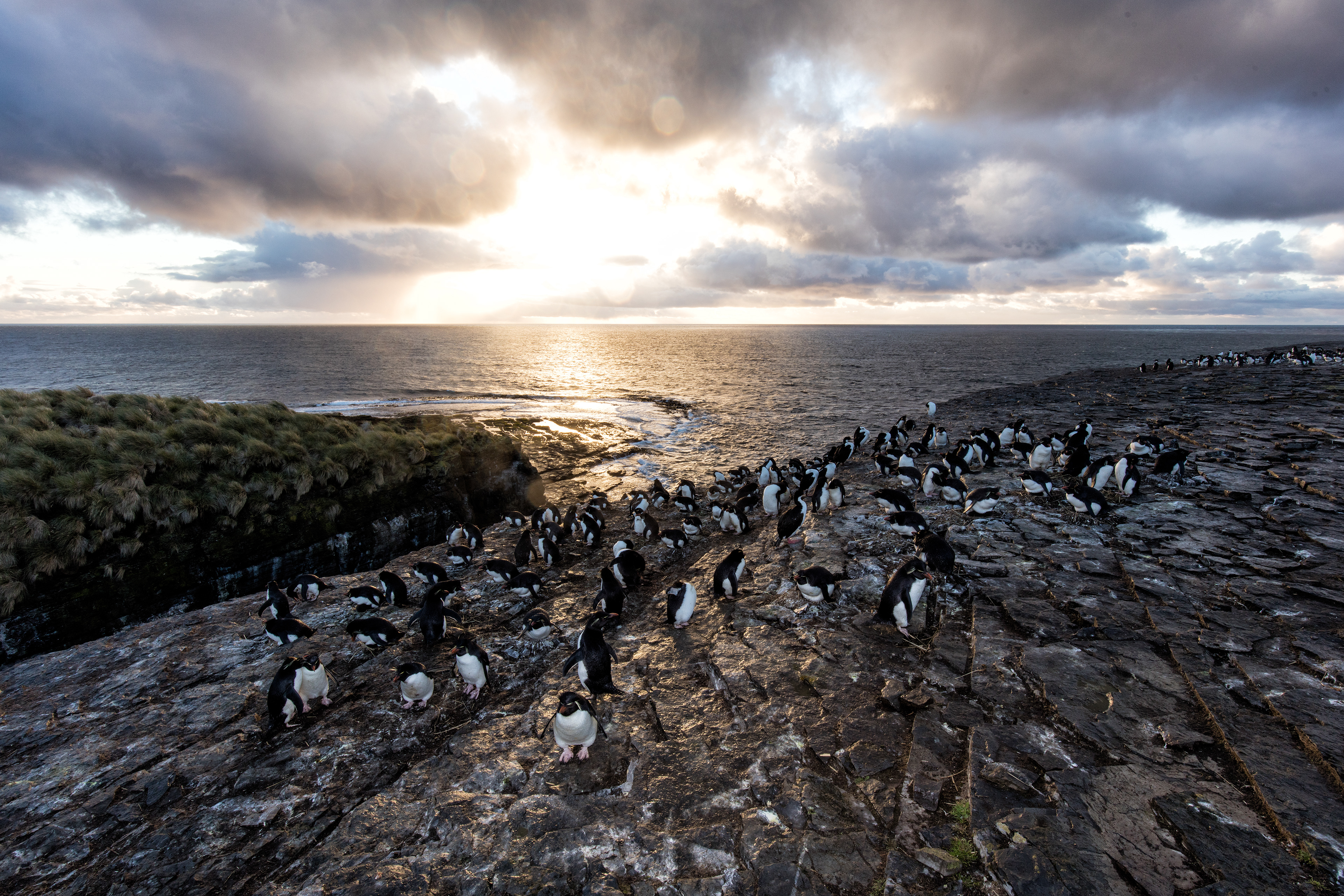 Rockhopper Penguin colony at sunrise - Falklands