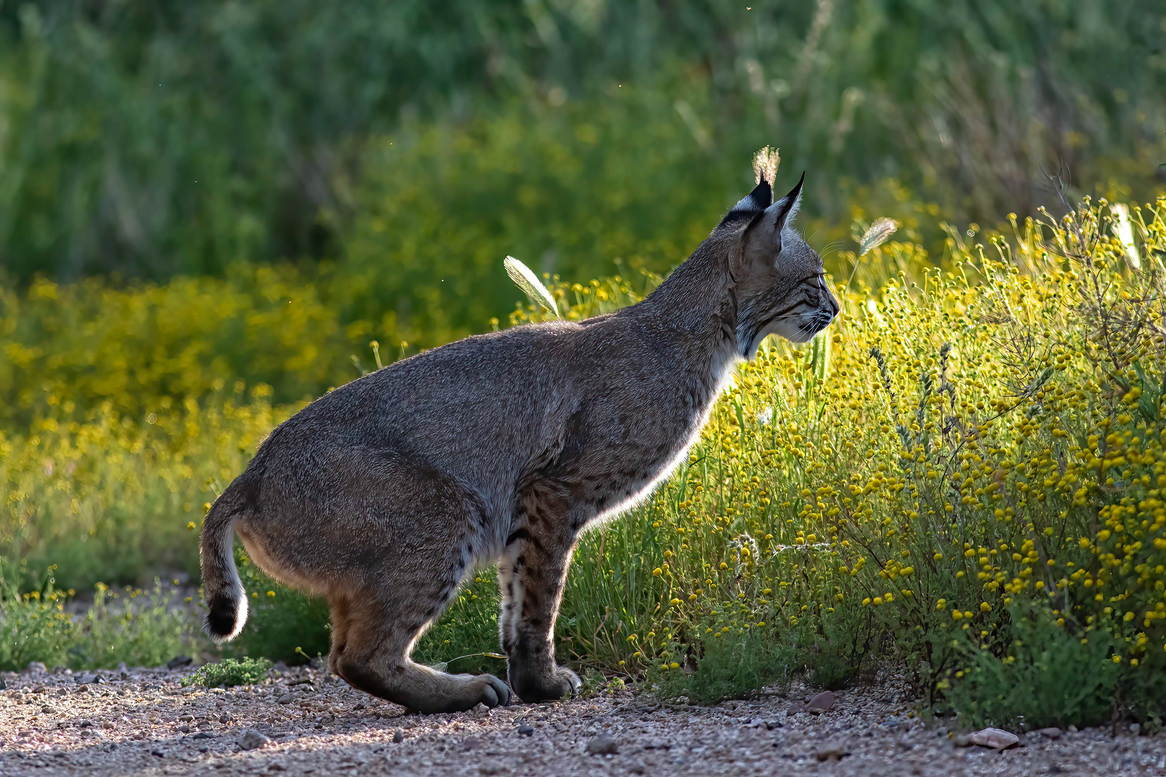 Female Bobcat hunting - RM