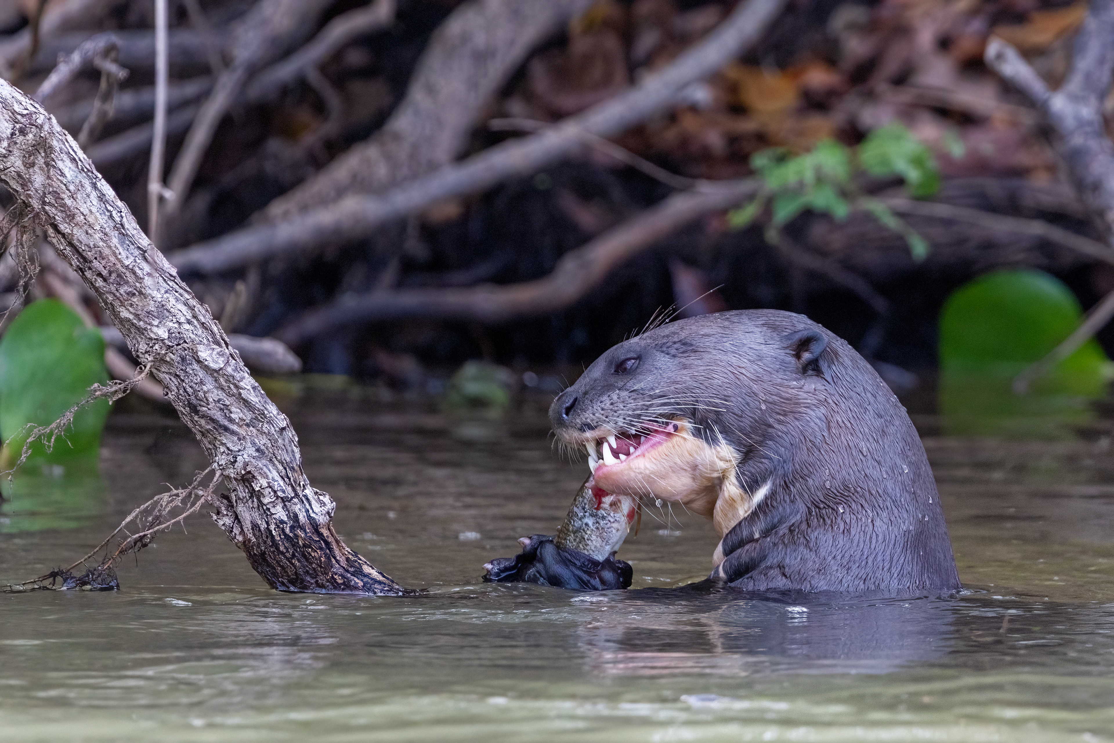 Giant River otter feeding