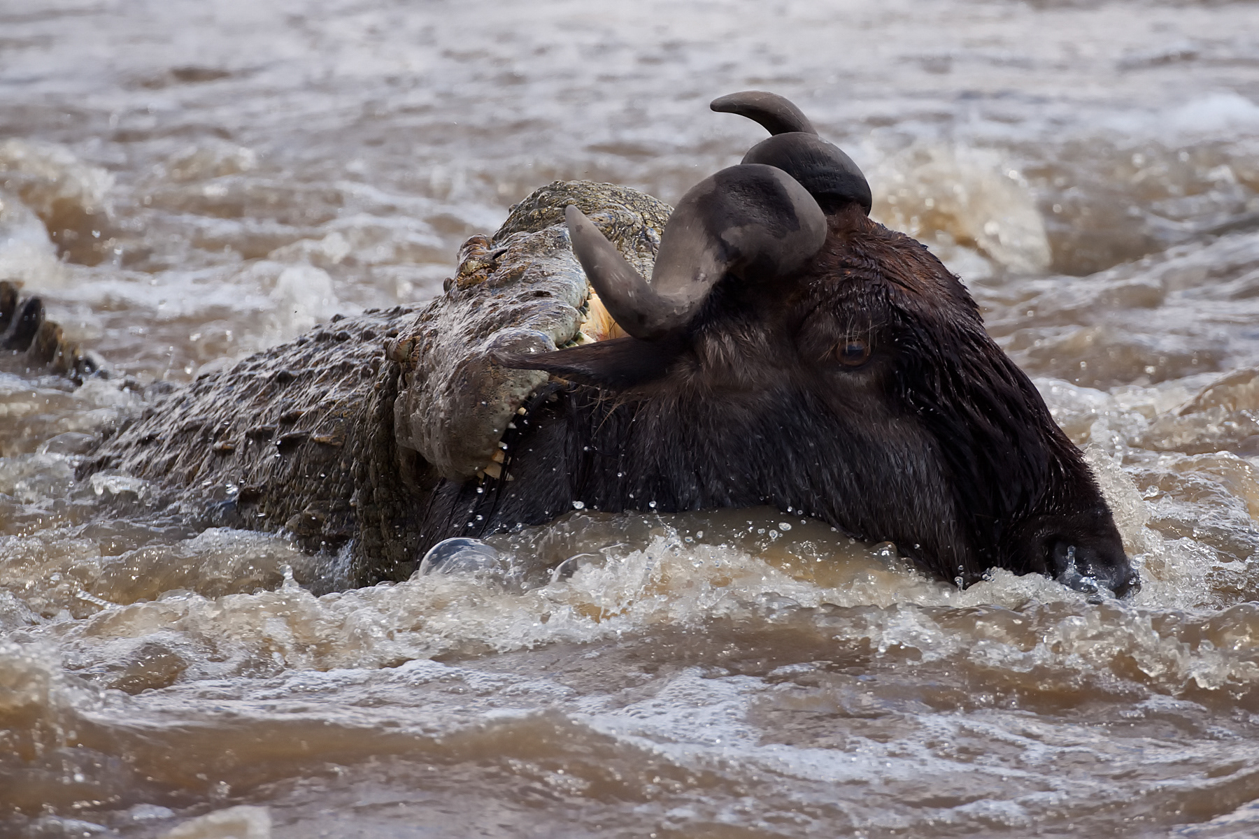 Nile Crocodile attacking Wildebeest injured crossing the Mara River - Masai Mara